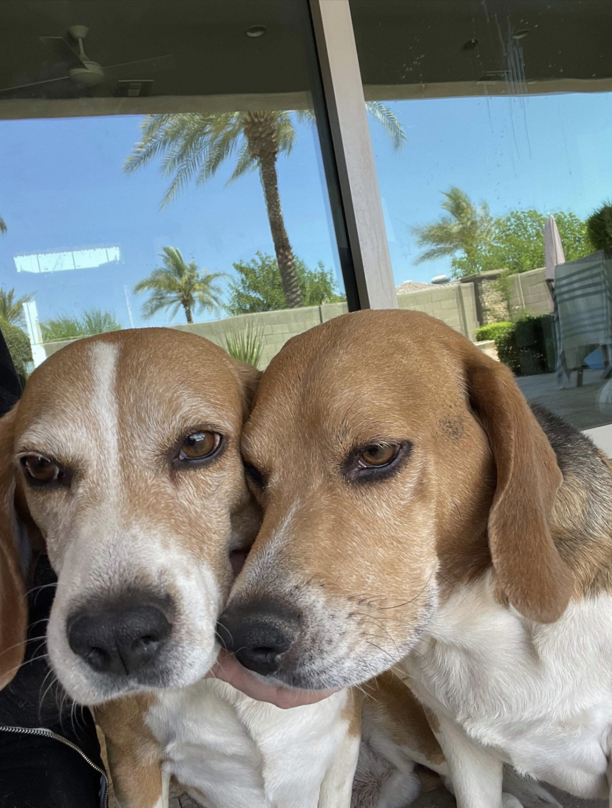 a picture of Beagle boys x 2 a dog that needs a foster home.