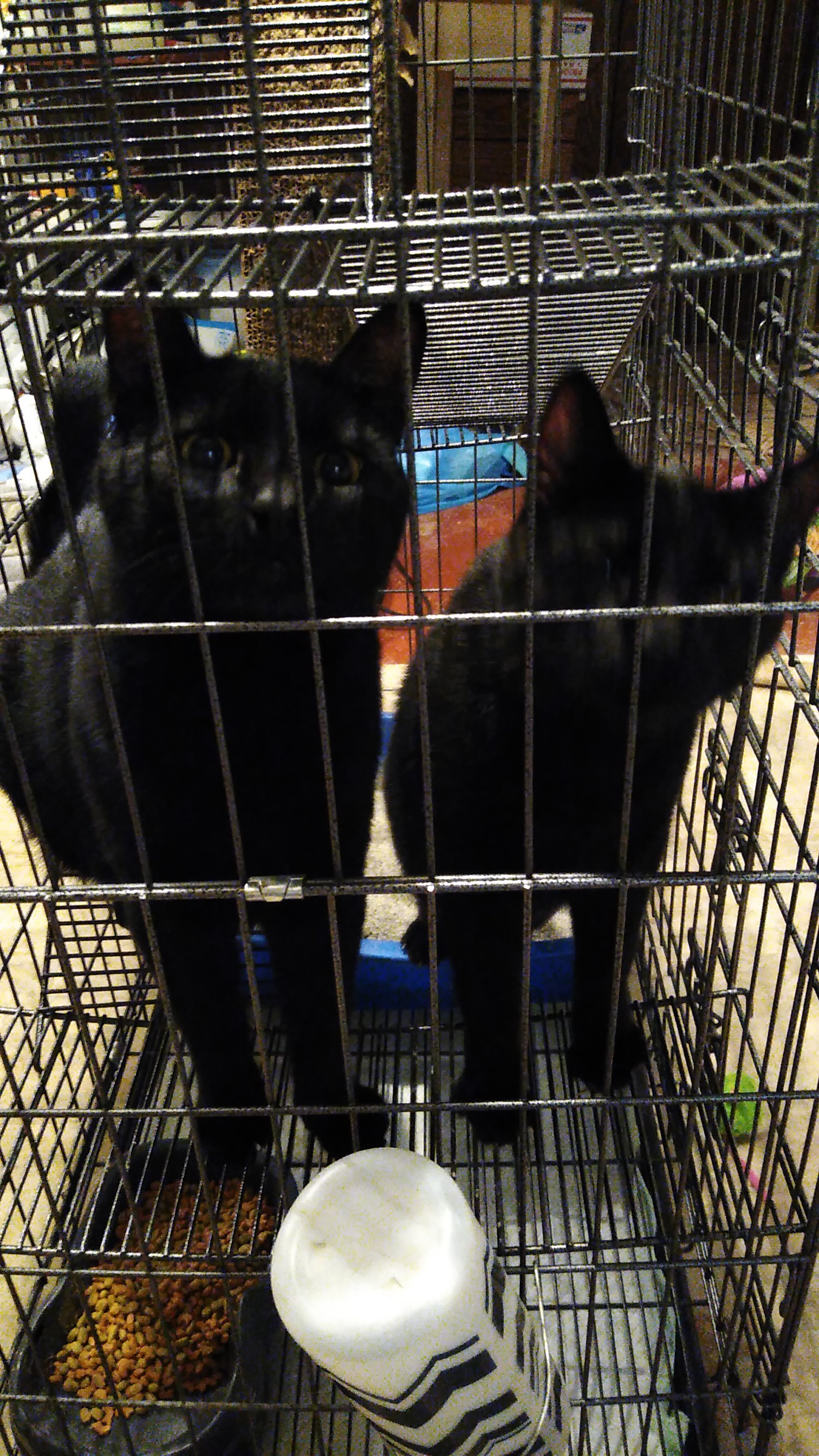 a picture of Moon and Midnight/black cats a cat that needs a foster home.