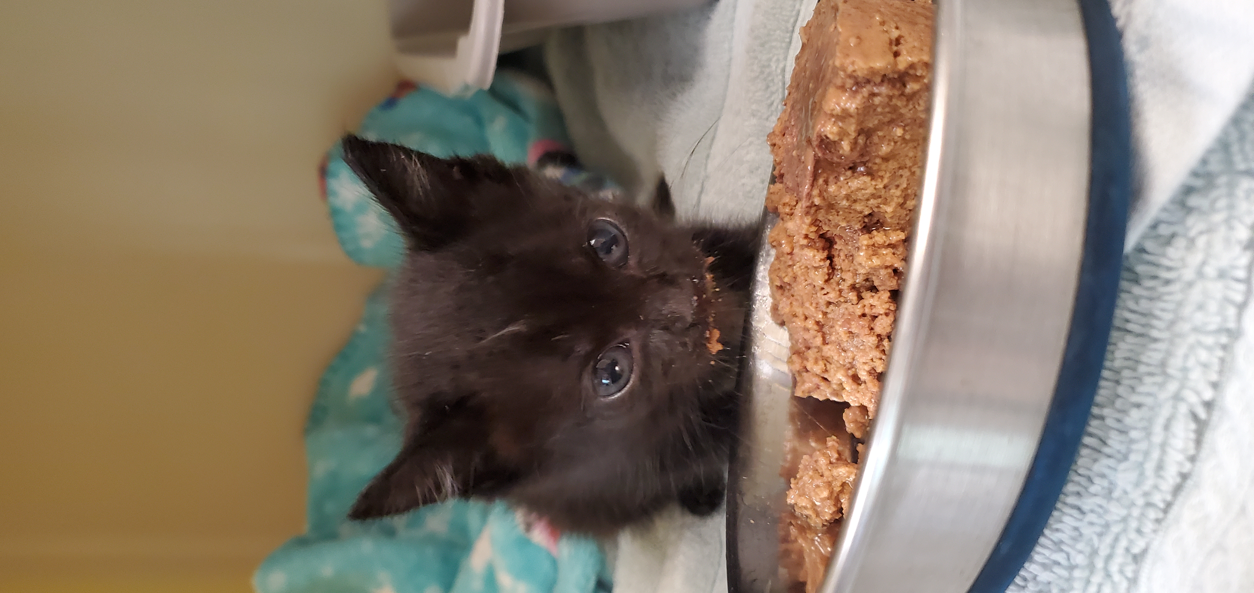 a picture of little black kitten a cat that needs a foster home.