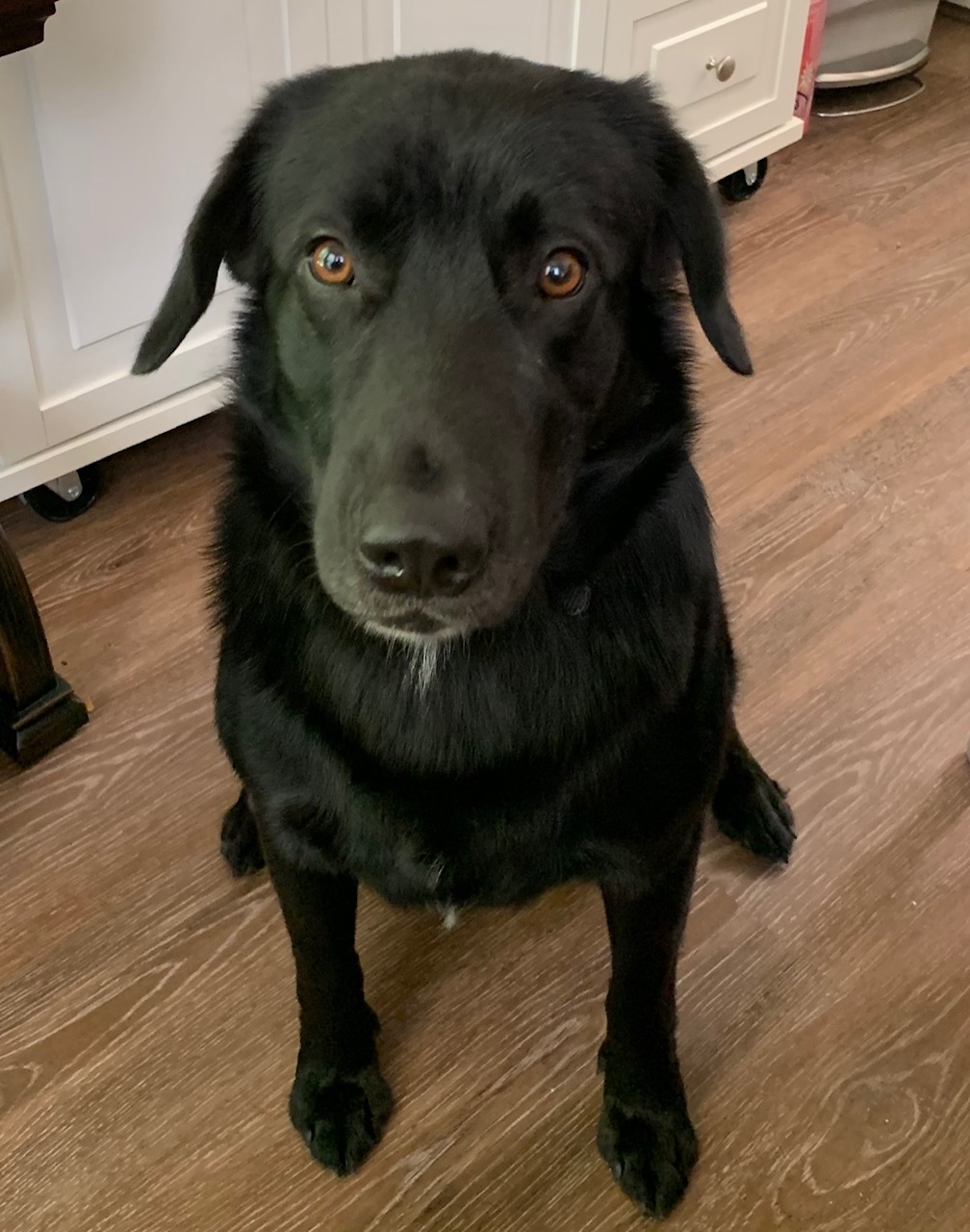 a picture of Black Lab (Young) a dog that needs a foster home.