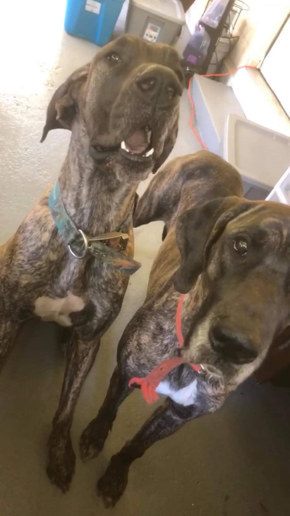 a picture of Bella and zeba a dog that needs a foster home.