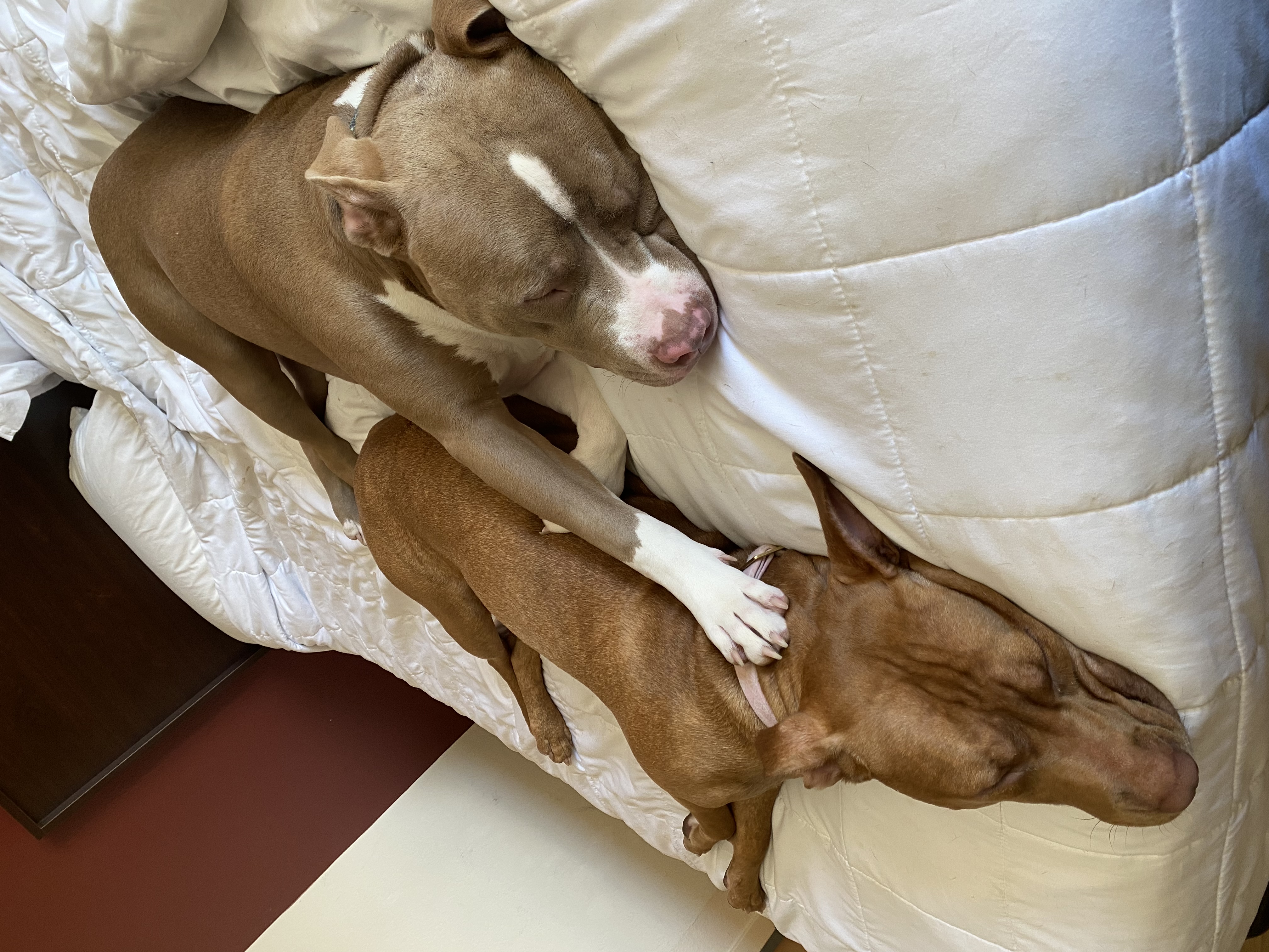 a picture of Megan the Stallion & Milo a dog that needs a foster home.