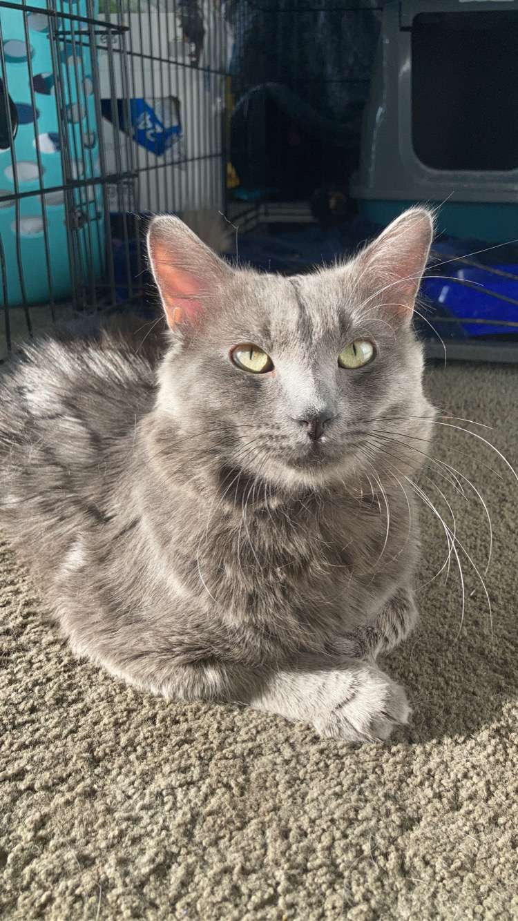 a picture of Smoke a cat that needs a foster home.