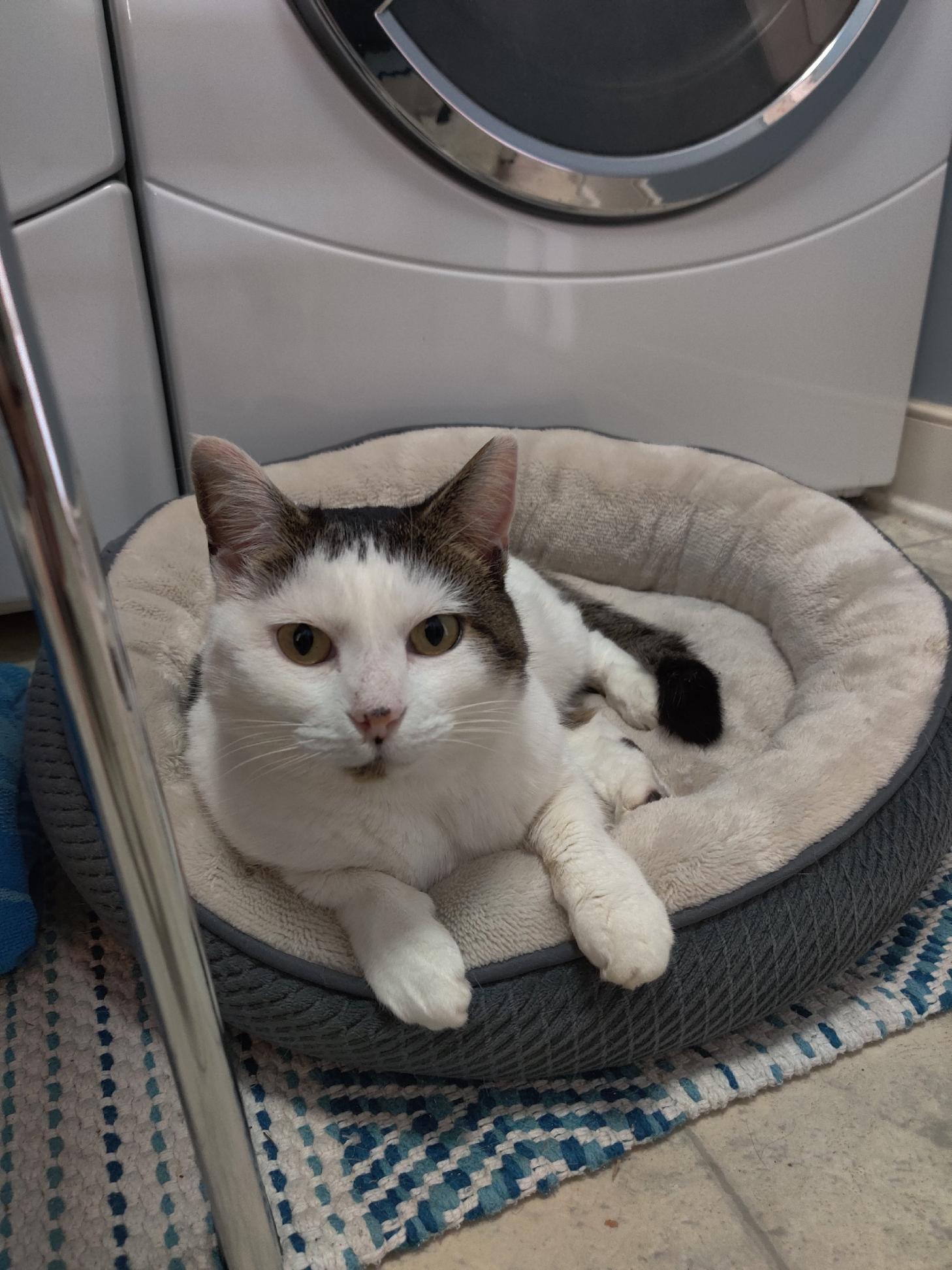 a picture of Frosty a cat that needs a foster home.