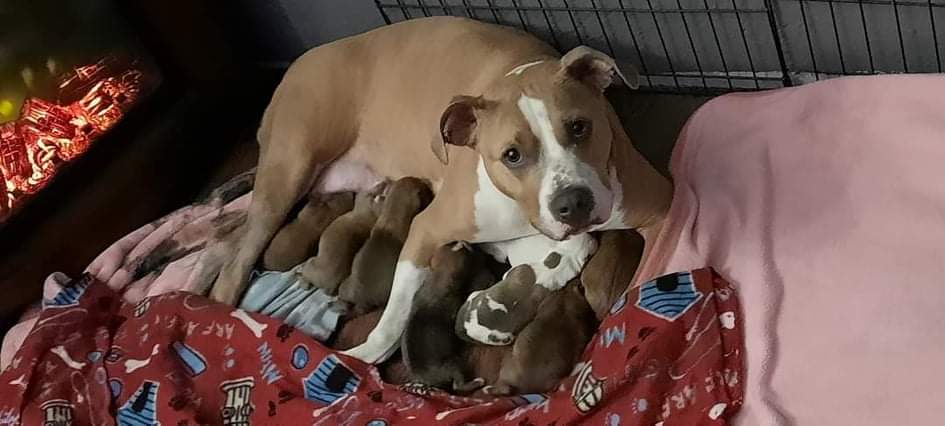 a picture of Bentley, Ralph, smudge, capone, lucy a dog that needs a foster home.