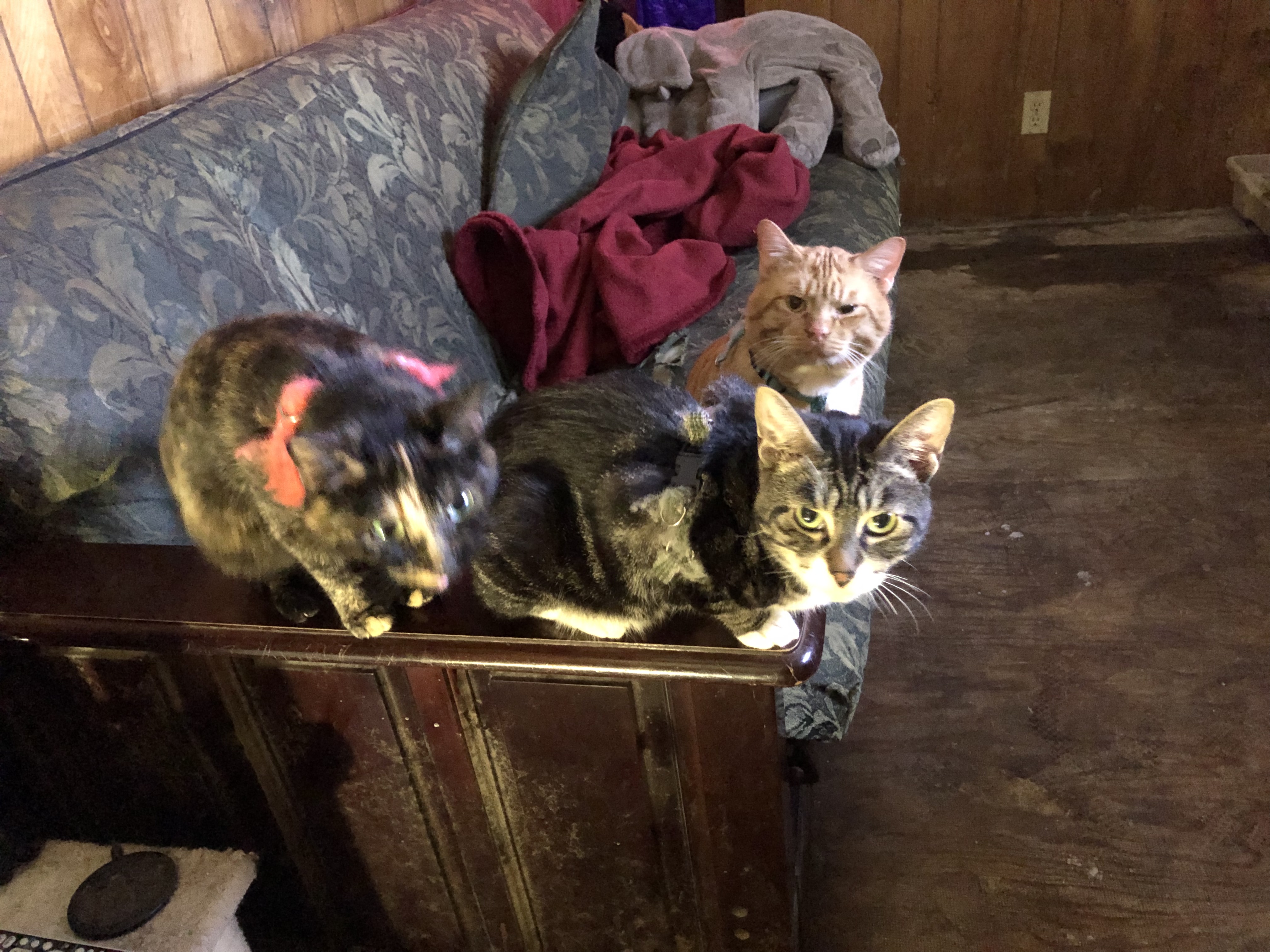 a picture of Mighty, bean and slinky a cat that needs a foster home.