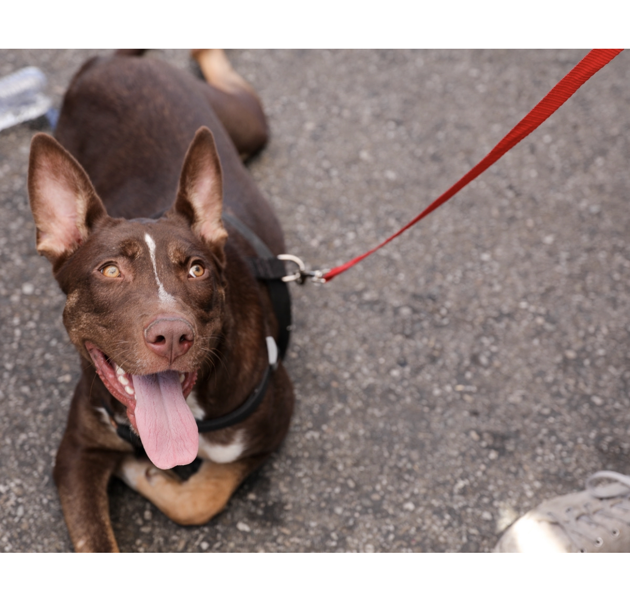 a picture of Austrailian cattle dog a dog that needs a foster home.