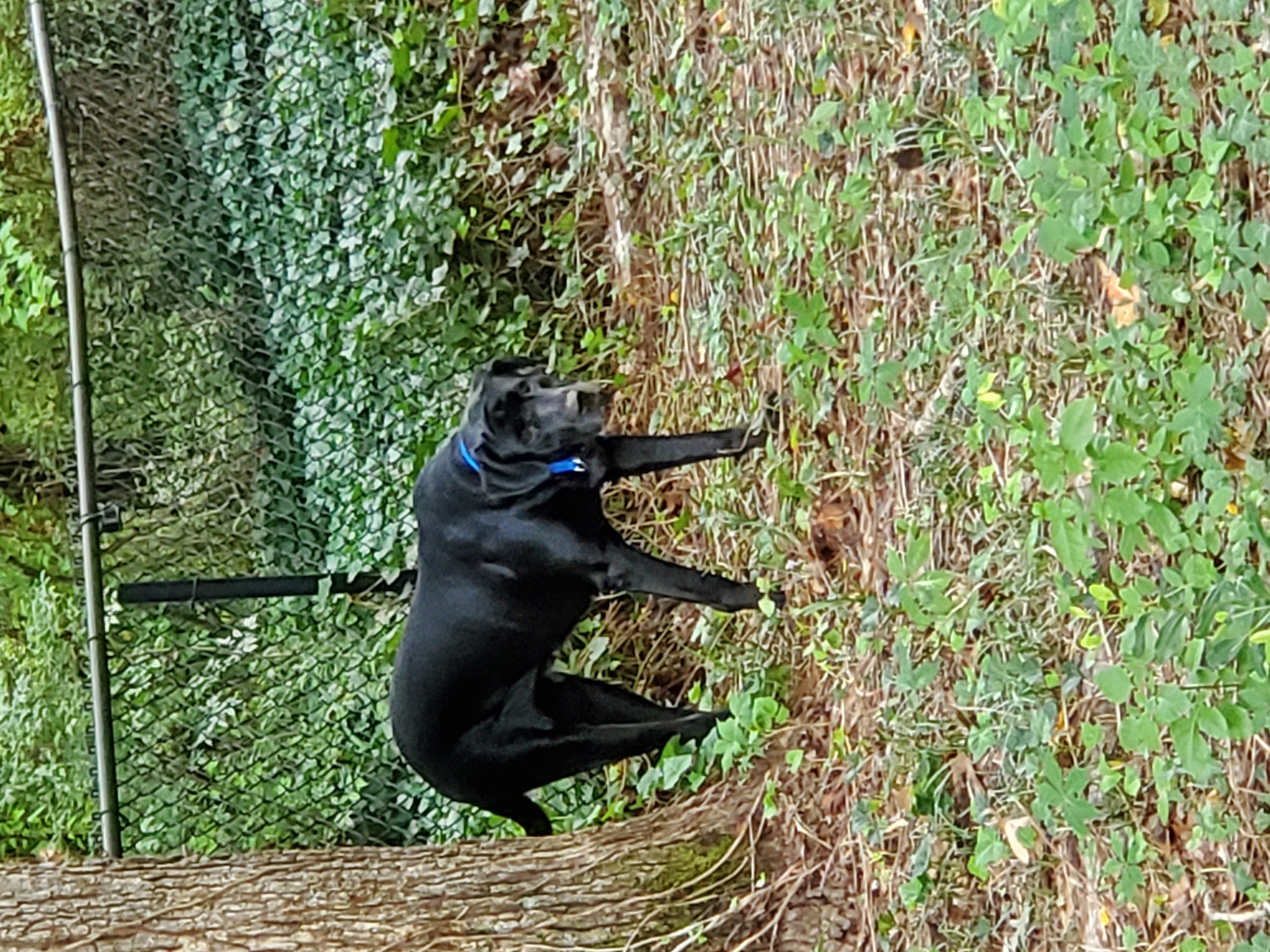 a picture of Sheba and Sable a dog that needs a foster home.