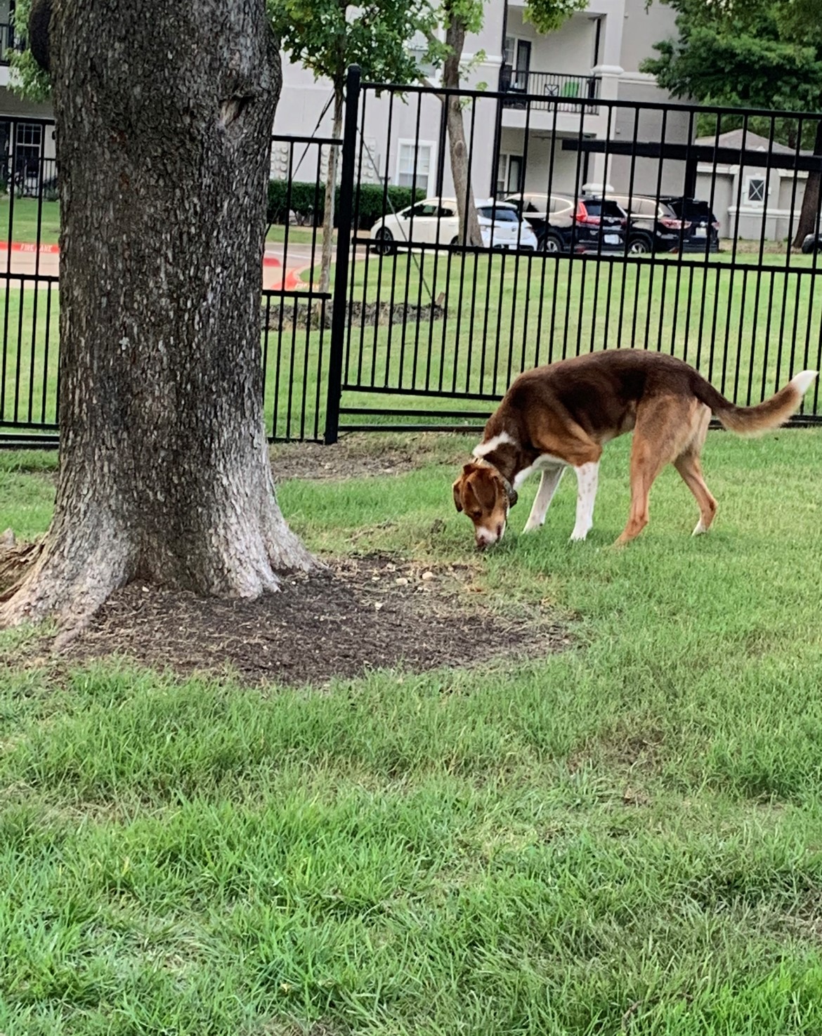 a picture of Lucky a dog that needs a foster home.