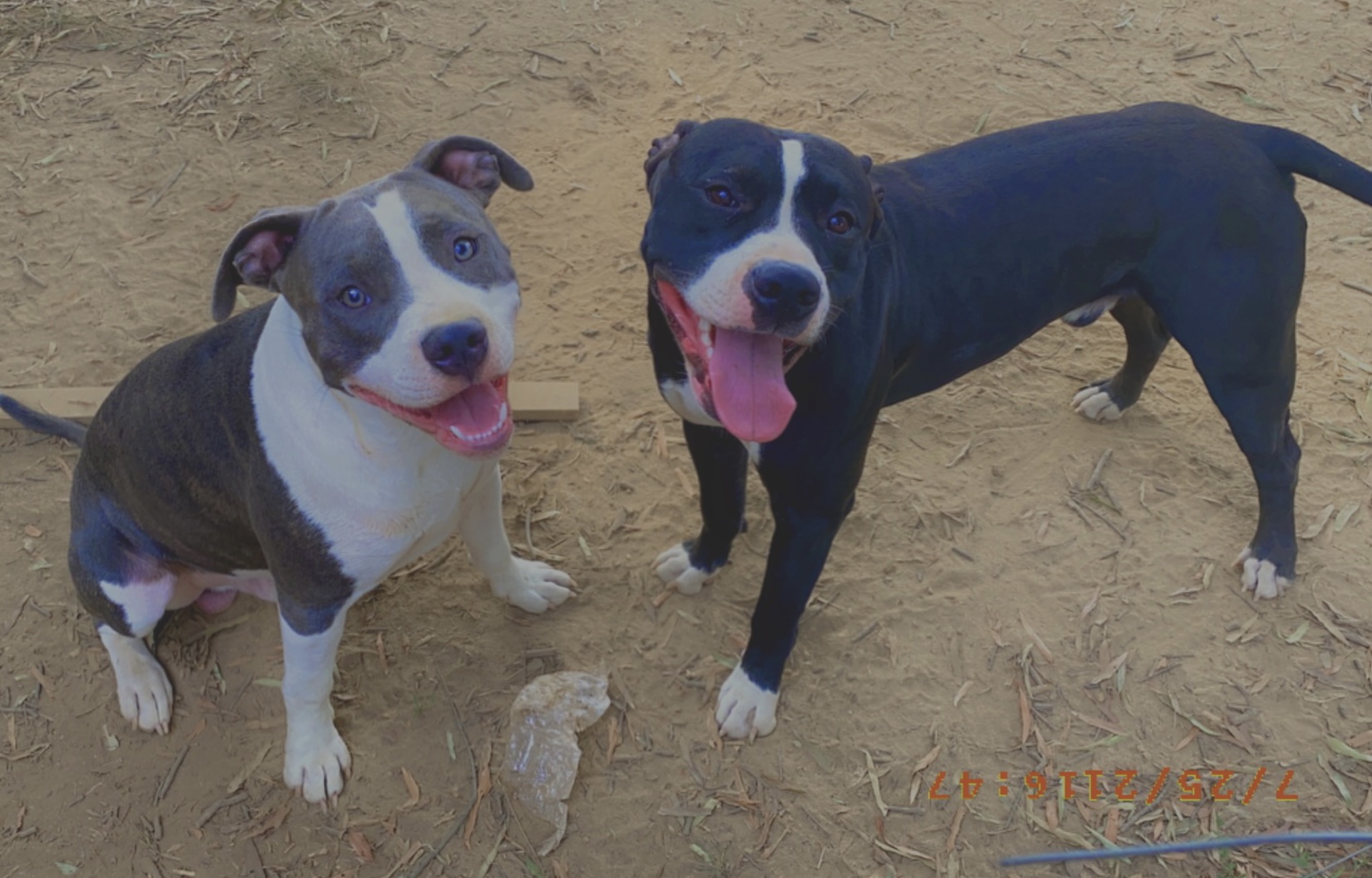 a picture of Blaze, Blue with white markings. Jinx, Black with white markings.  a dog that needs a foster home.