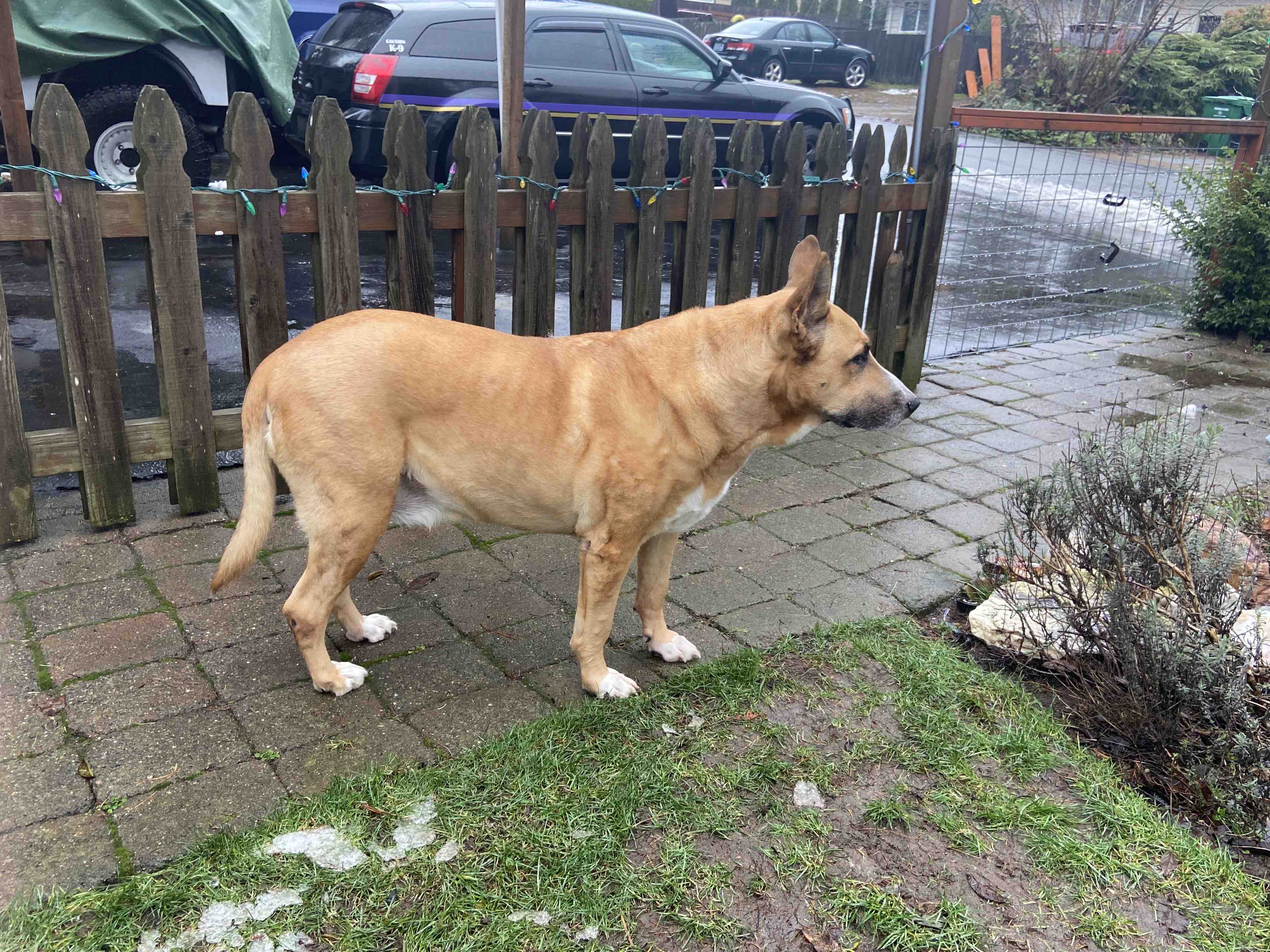 a picture of Toby a dog that needs a foster home.