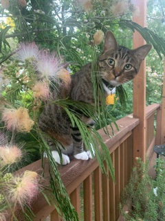 a picture of Bartholomeu a cat that needs a foster home.