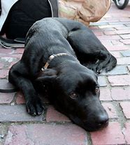 a picture of Midnight Garrett a dog that needs a foster home.