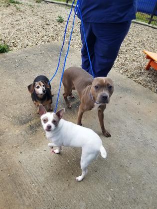 a picture of Lola, Baby, Bubba a dog that needs a foster home.