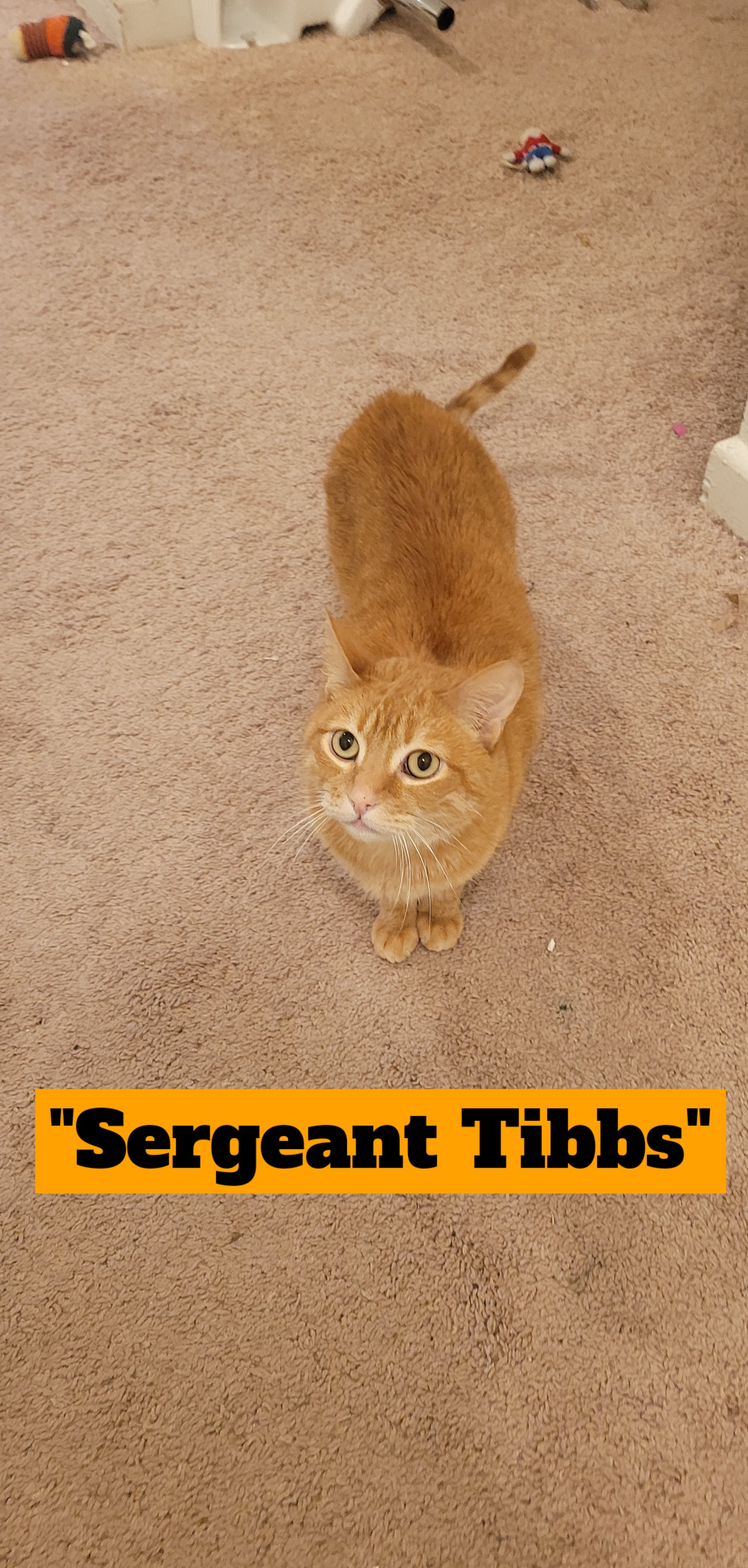 a picture of Sgt Tibbs a cat that needs a foster home.