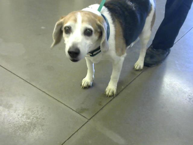 a picture of Kirby  a dog that needs a foster home.