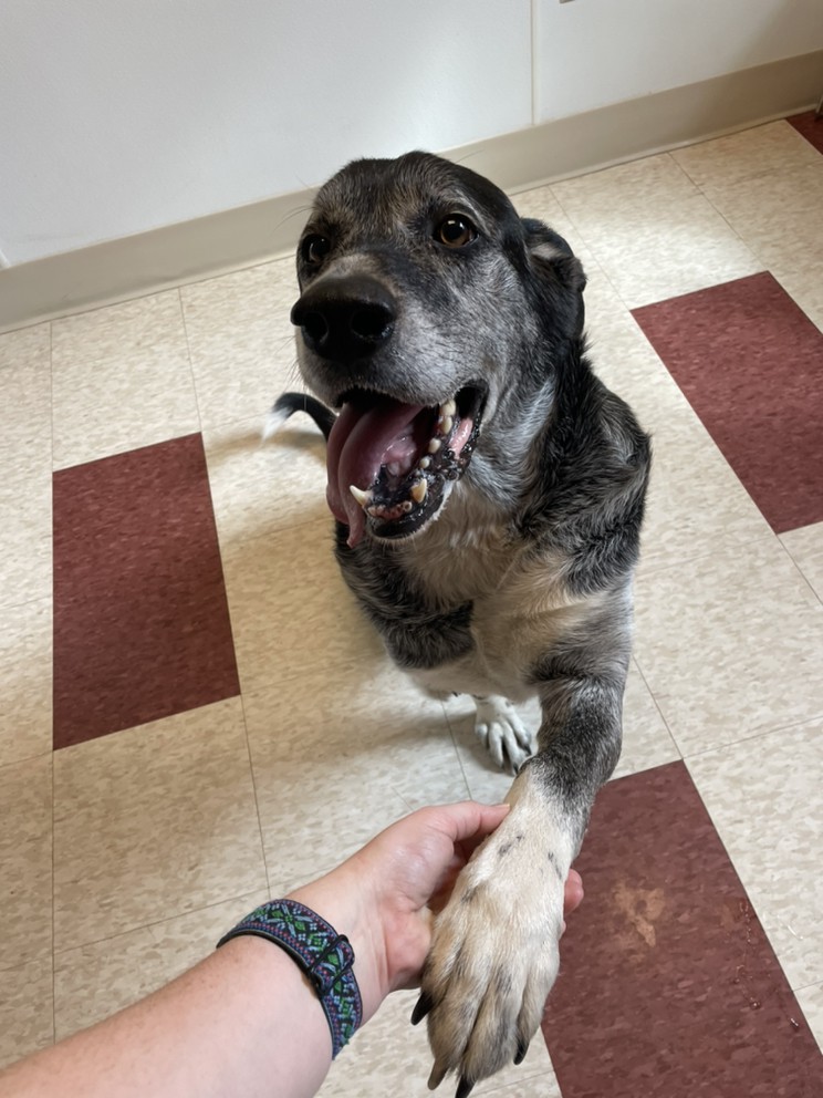 a picture of Old man a dog that needs a foster home.