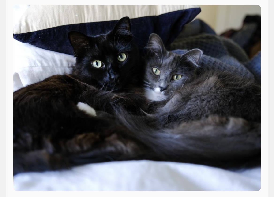 a picture of Miss Pearl & Pablo Neruda a cat that needs a foster home.