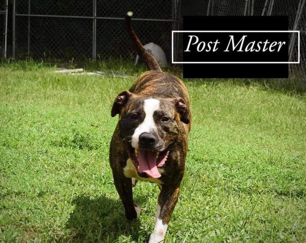 a picture of Postmaster a dog that needs a foster home.