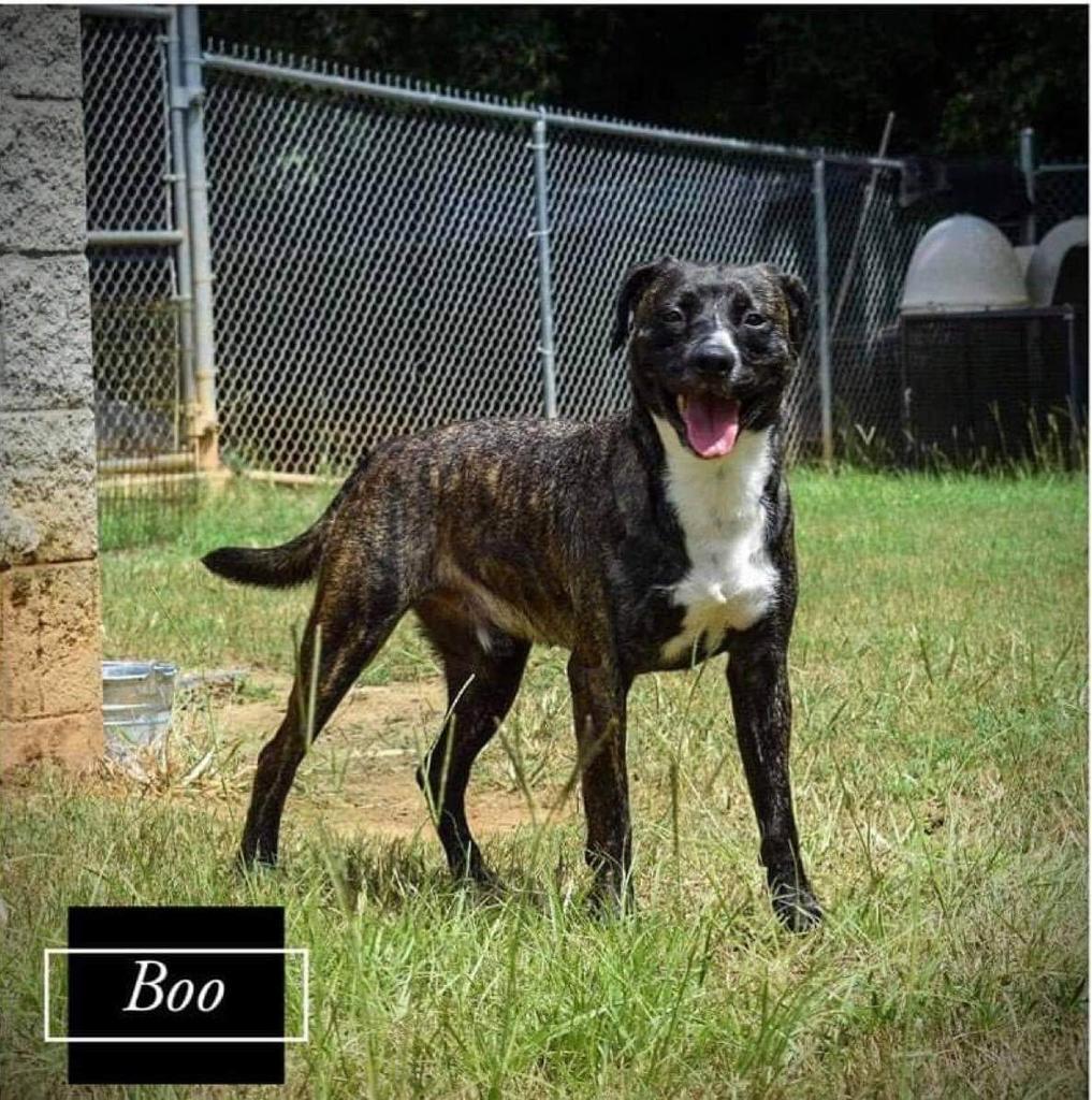 a picture of Boo a dog that needs a foster home.
