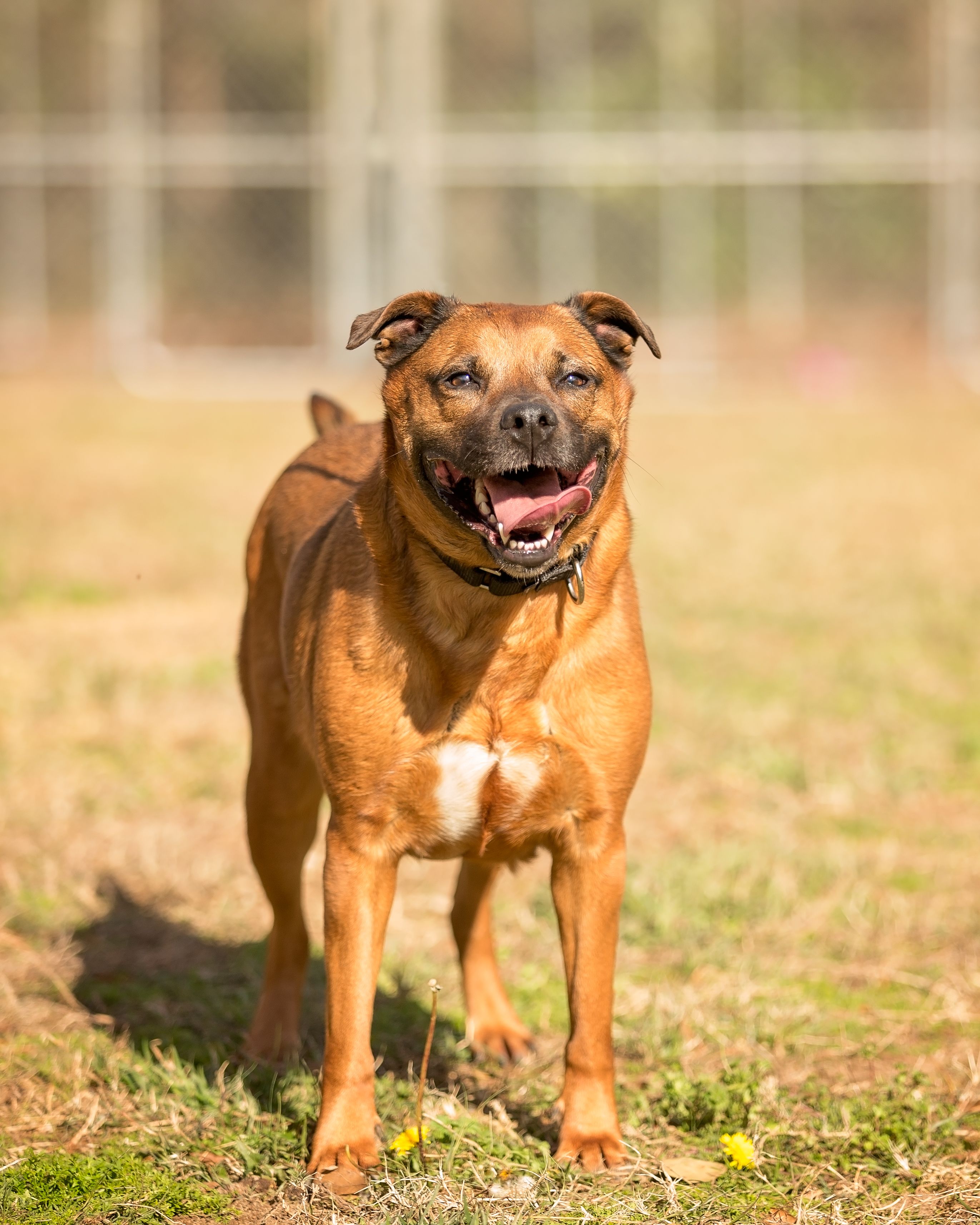 a picture of Queenie a dog that needs a foster home.