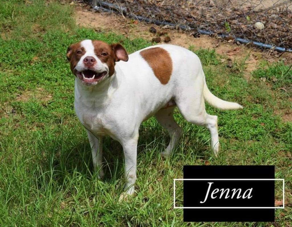 a picture of Jenna a dog that needs a foster home.