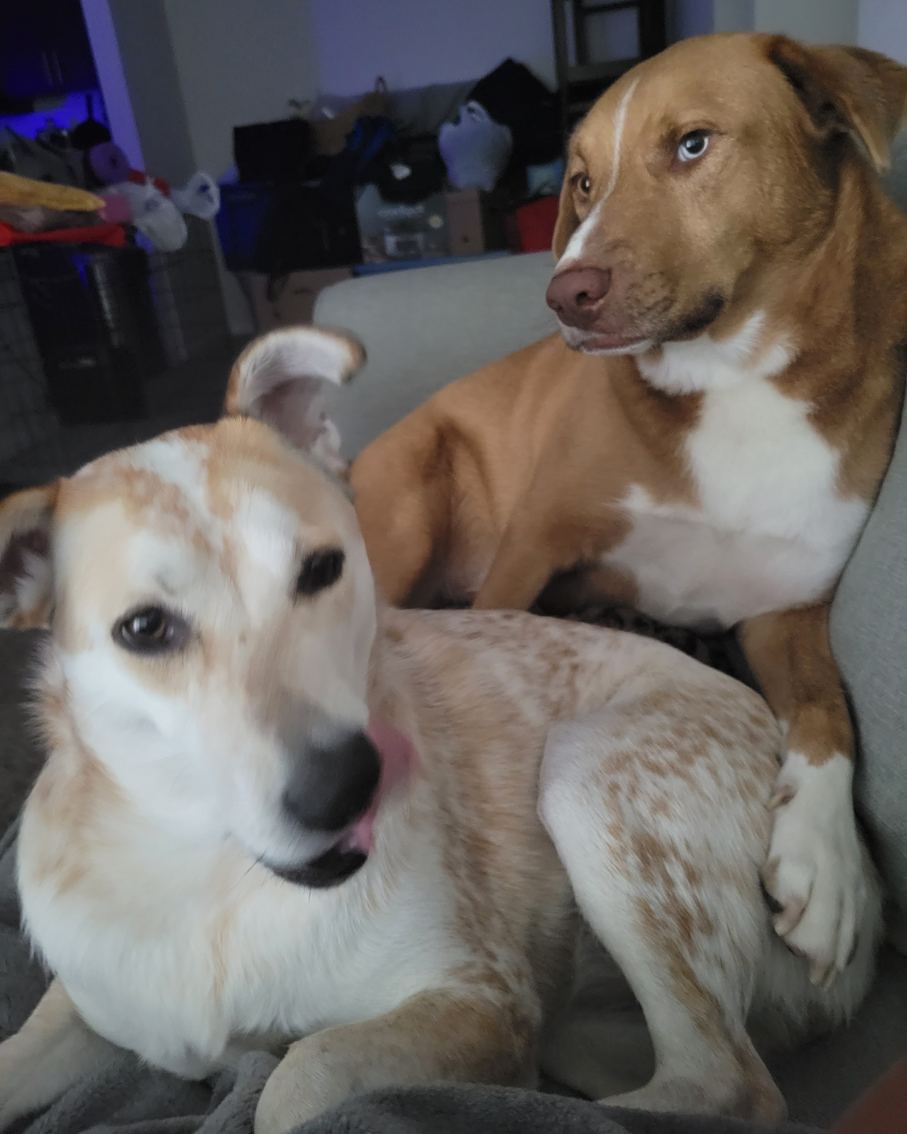 a picture of Duke- Brown with white paws, Daisy- White with brown spots. a dog that needs a foster home.