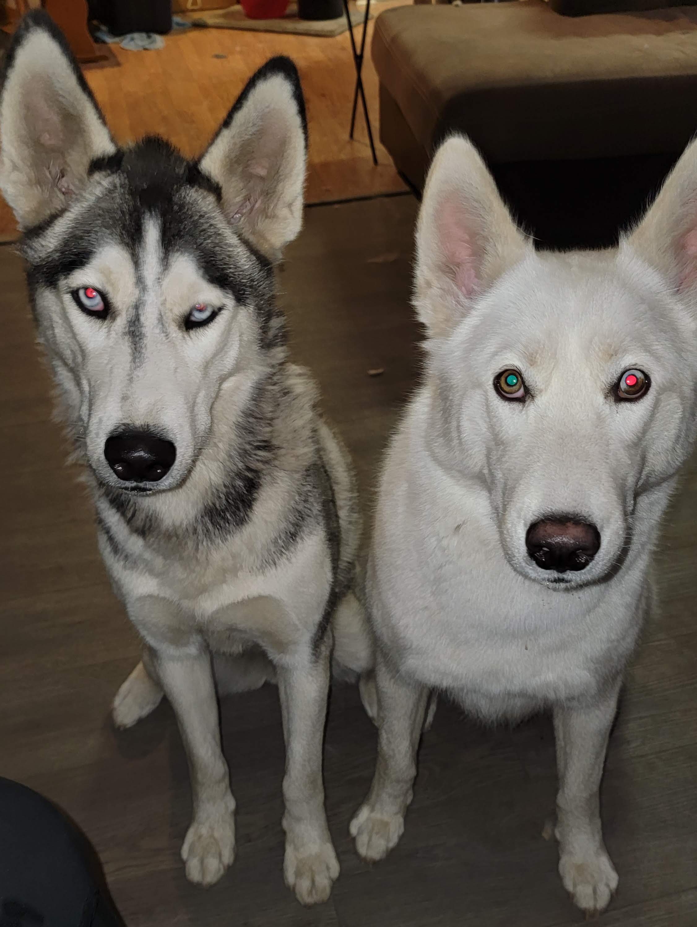 a picture of Luna and Ghost a dog that needs a foster home.
