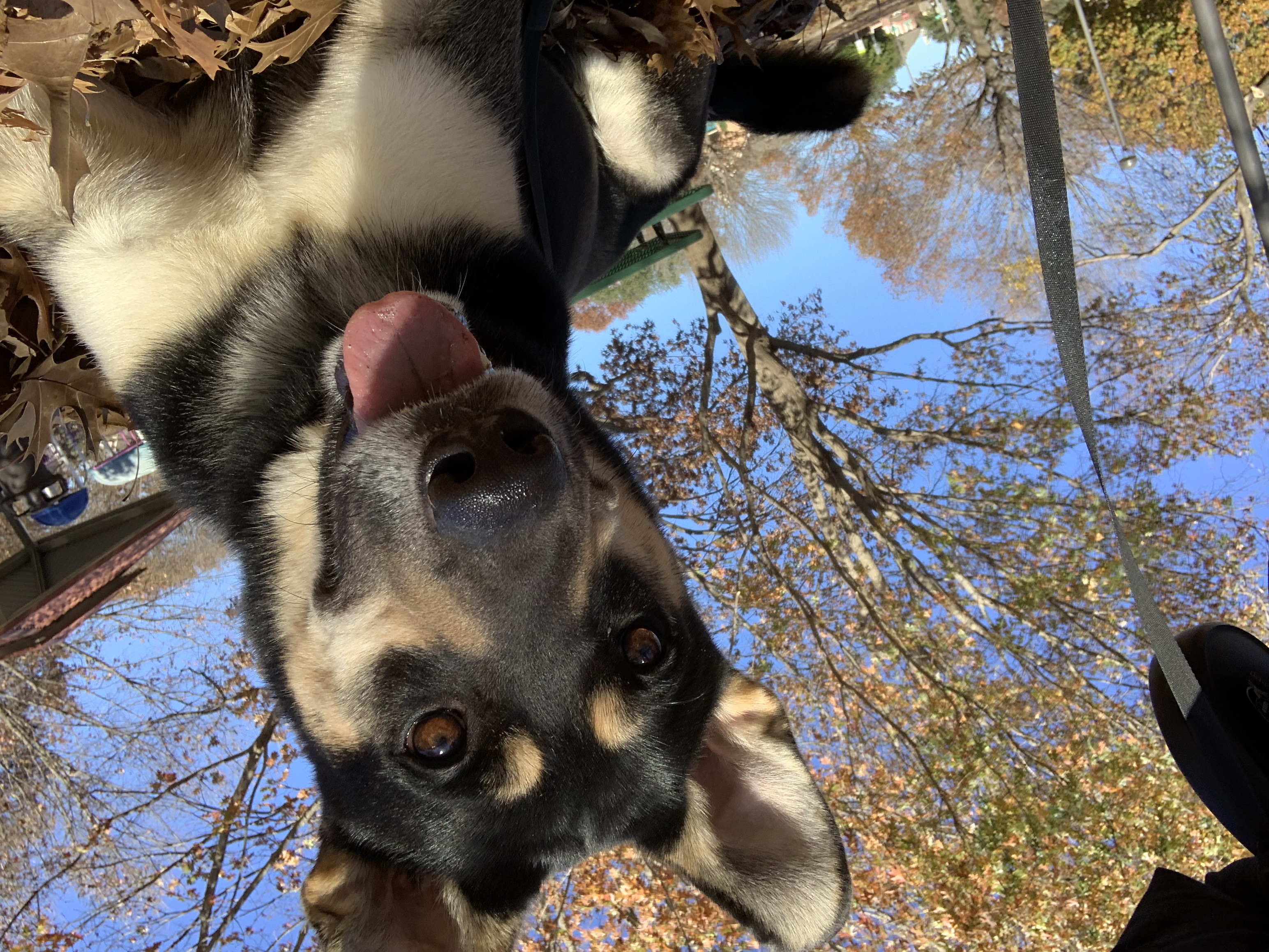 a picture of Smokey a dog that needs a foster home.