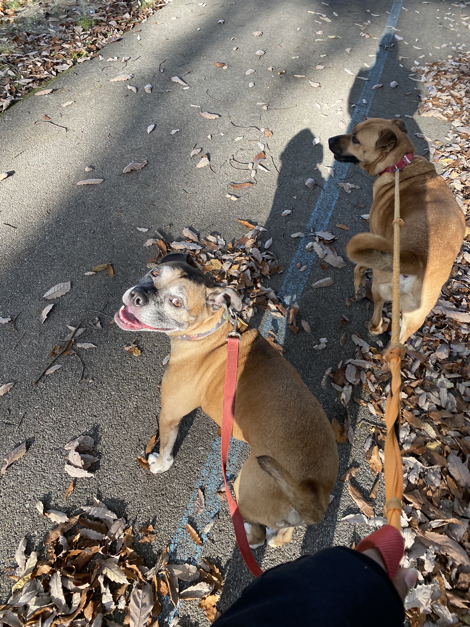 a picture of Max and Duke a dog that needs a foster home.