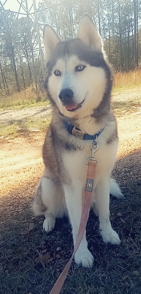 a picture of Blue a dog that needs a foster home.