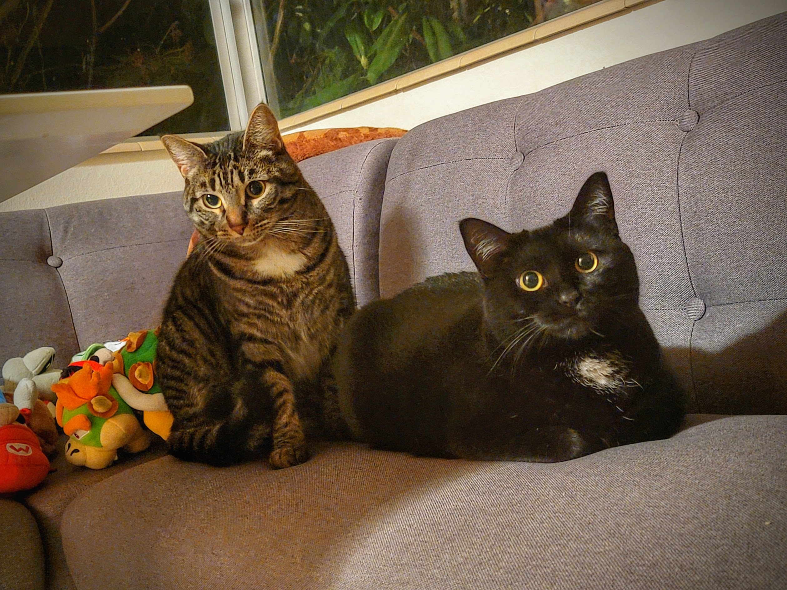 a picture of Frank (tabby) and Ziggy (black) a cat that needs a foster home.