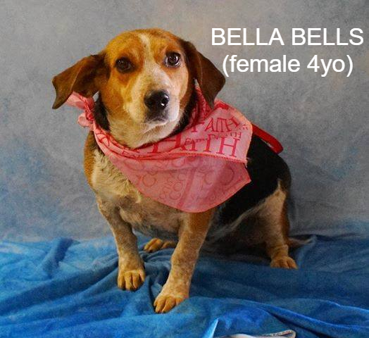 a picture of Bella Bells (bonded with Diana?) a dog that needs a foster home.