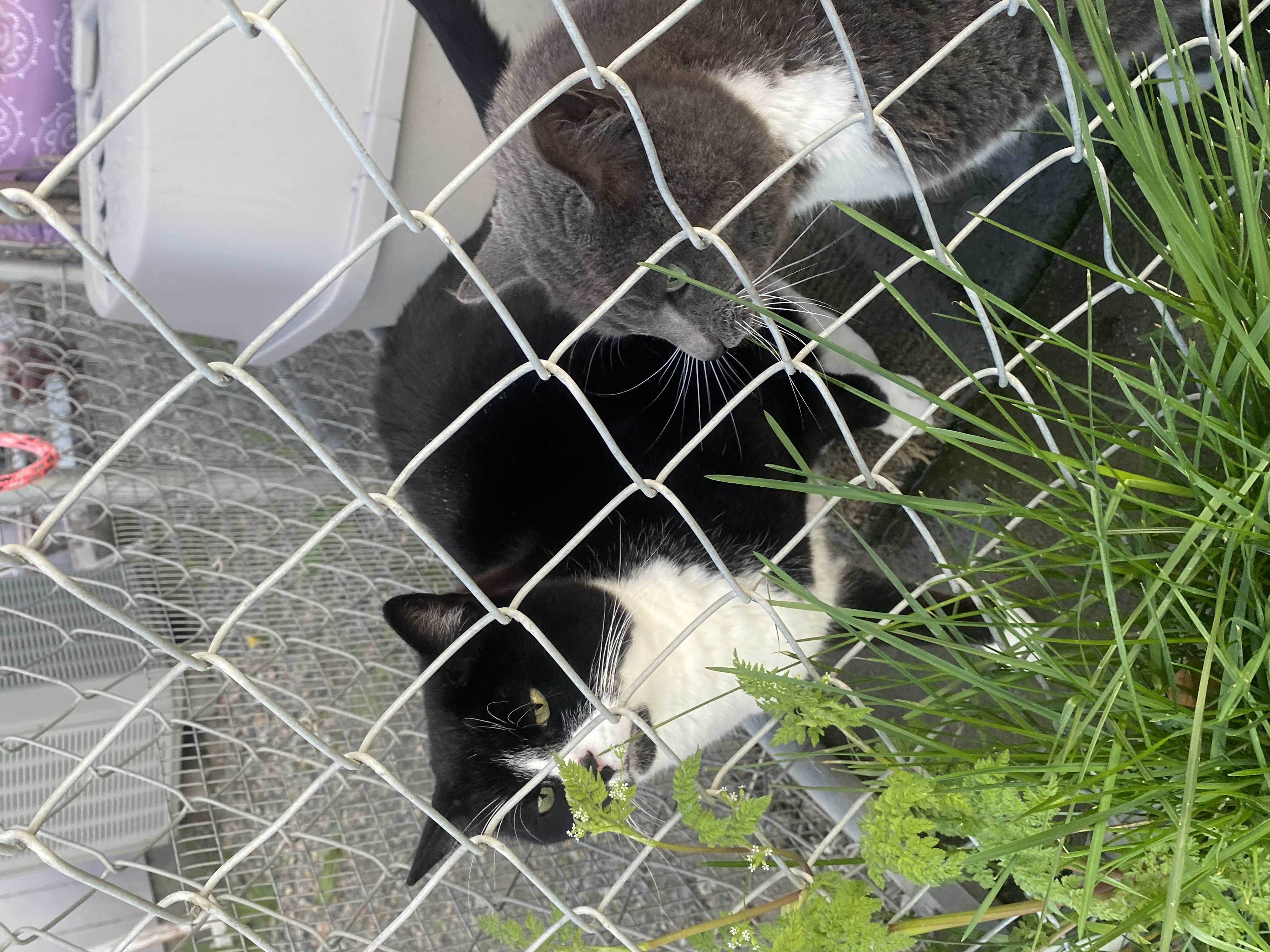 a picture of Britta- black tuxedo coloring, Annie- gray and white a cat that needs a foster home.