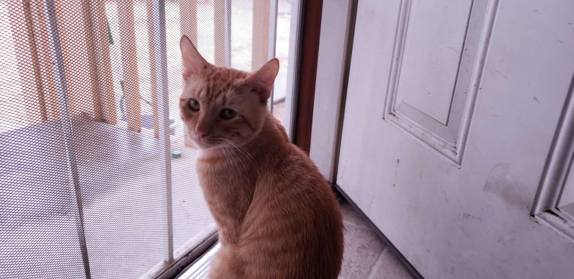 a picture of Rigbanius (Rigby) a cat that needs a foster home.