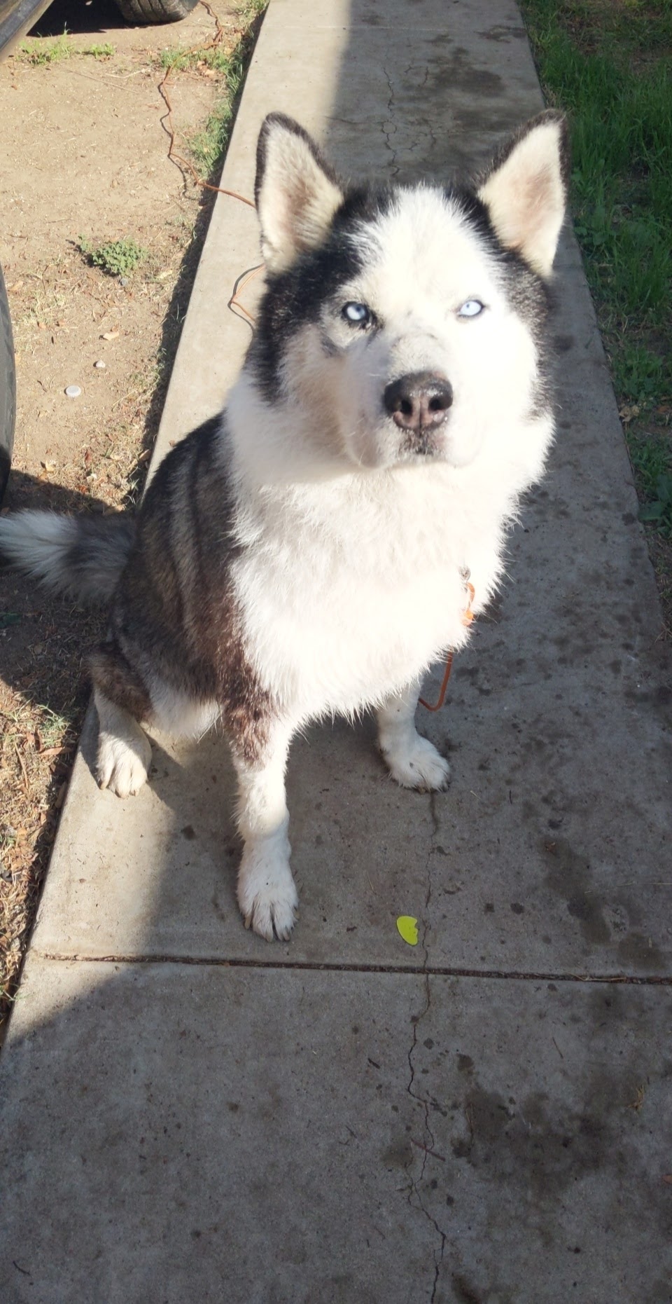 a picture of Blueskie a dog that needs a foster home.