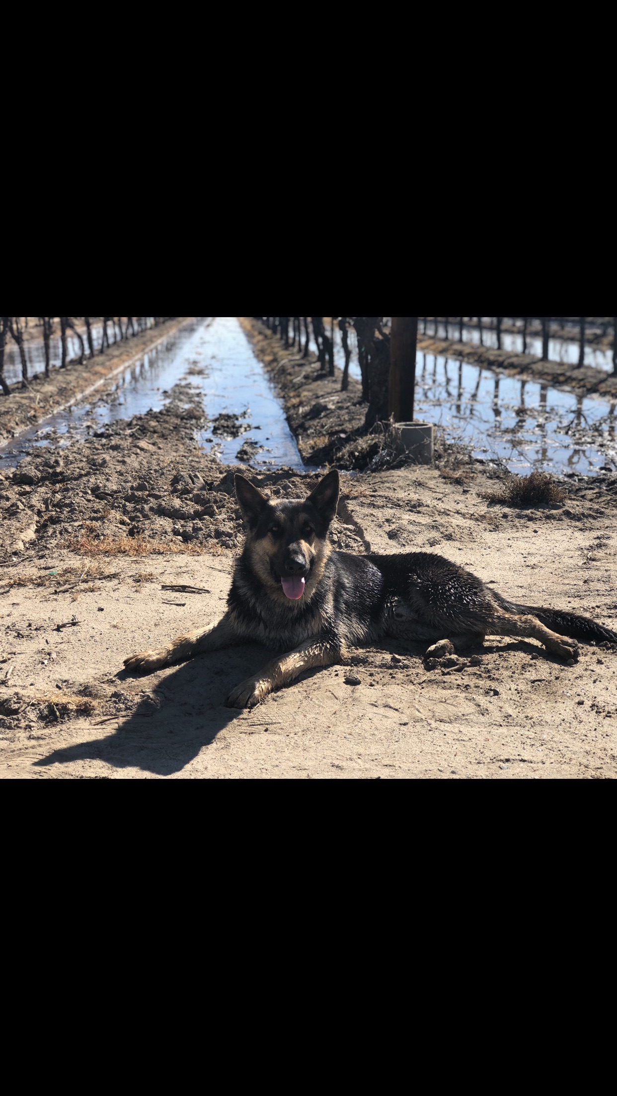 a picture of Shadow a dog that needs a foster home.