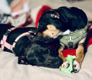 a picture of Remi (male beagle/lab mix - tricolor) and Star (female patterdale terrier - mostly black with reverse brindle) a dog that needs a foster home.