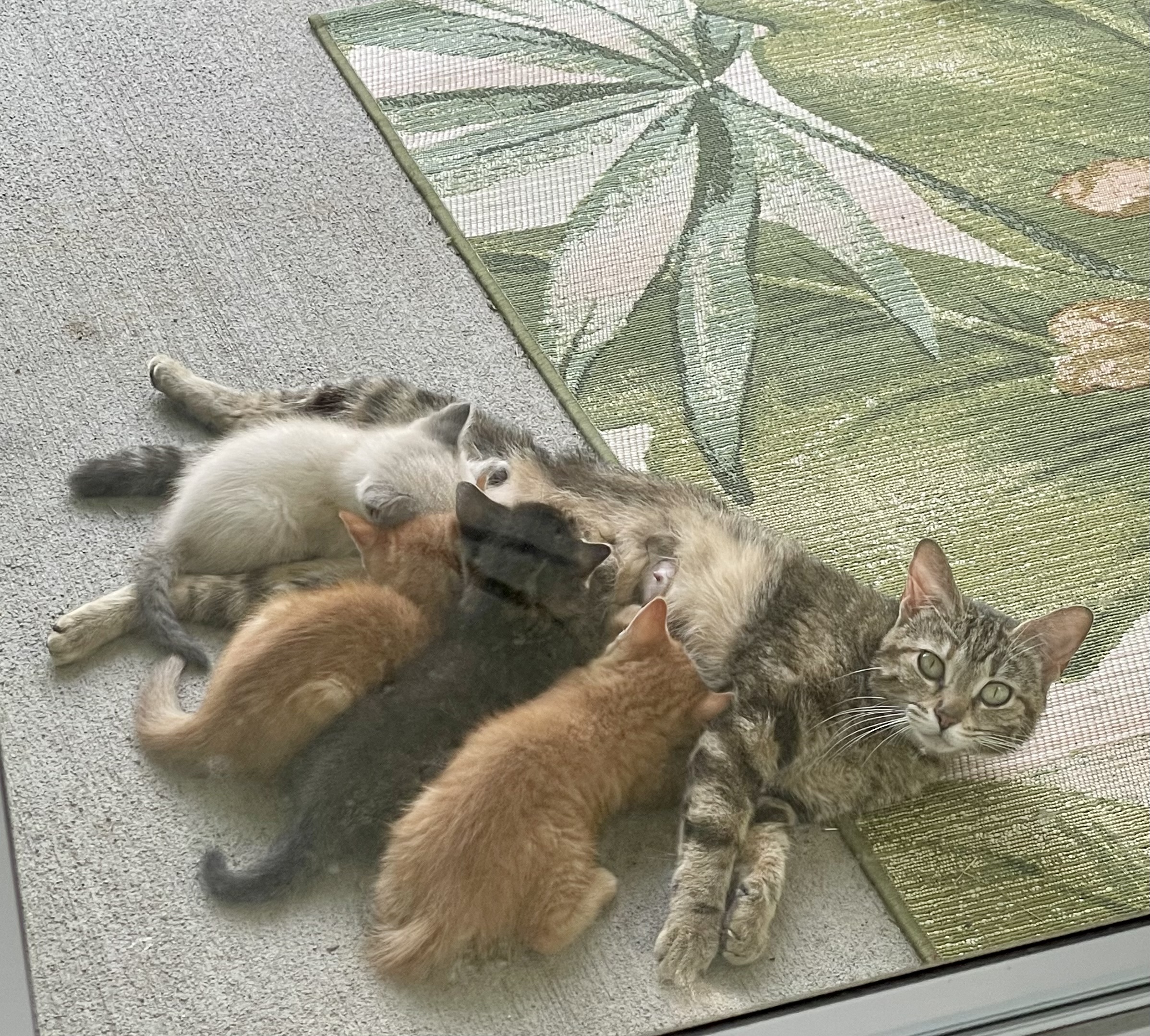 a picture of Bowpeep, 5 kittens  a cat that needs a foster home.