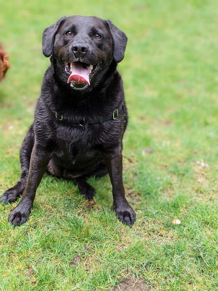 a picture of Dallas a dog that needs a foster home.