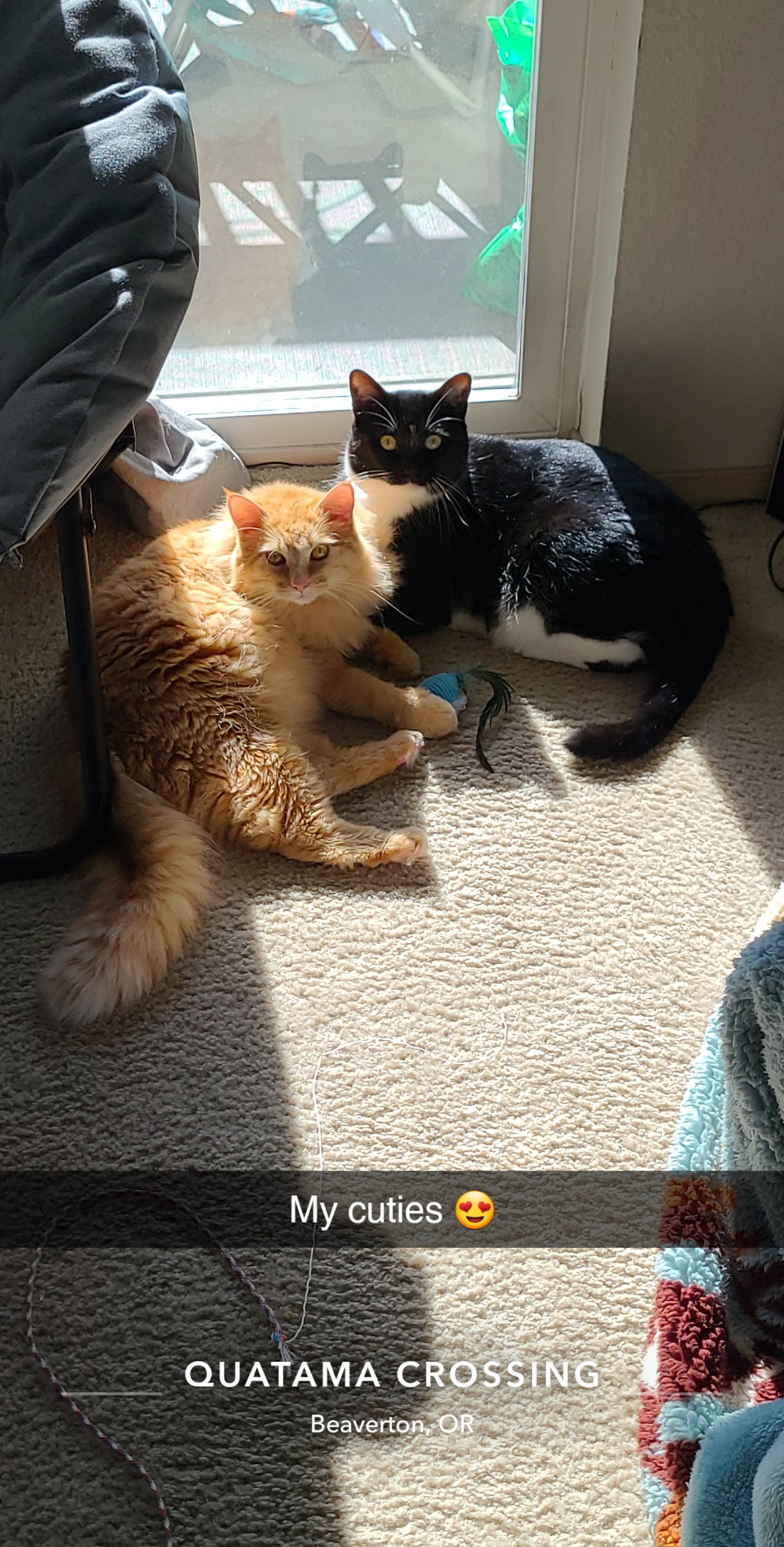 a picture of Tuxedo: Torben, orange tabby: Sigurd a cat that needs a foster home.
