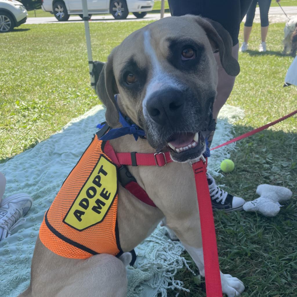 a picture of Sir Magnus Magnusson a dog that needs a foster home.