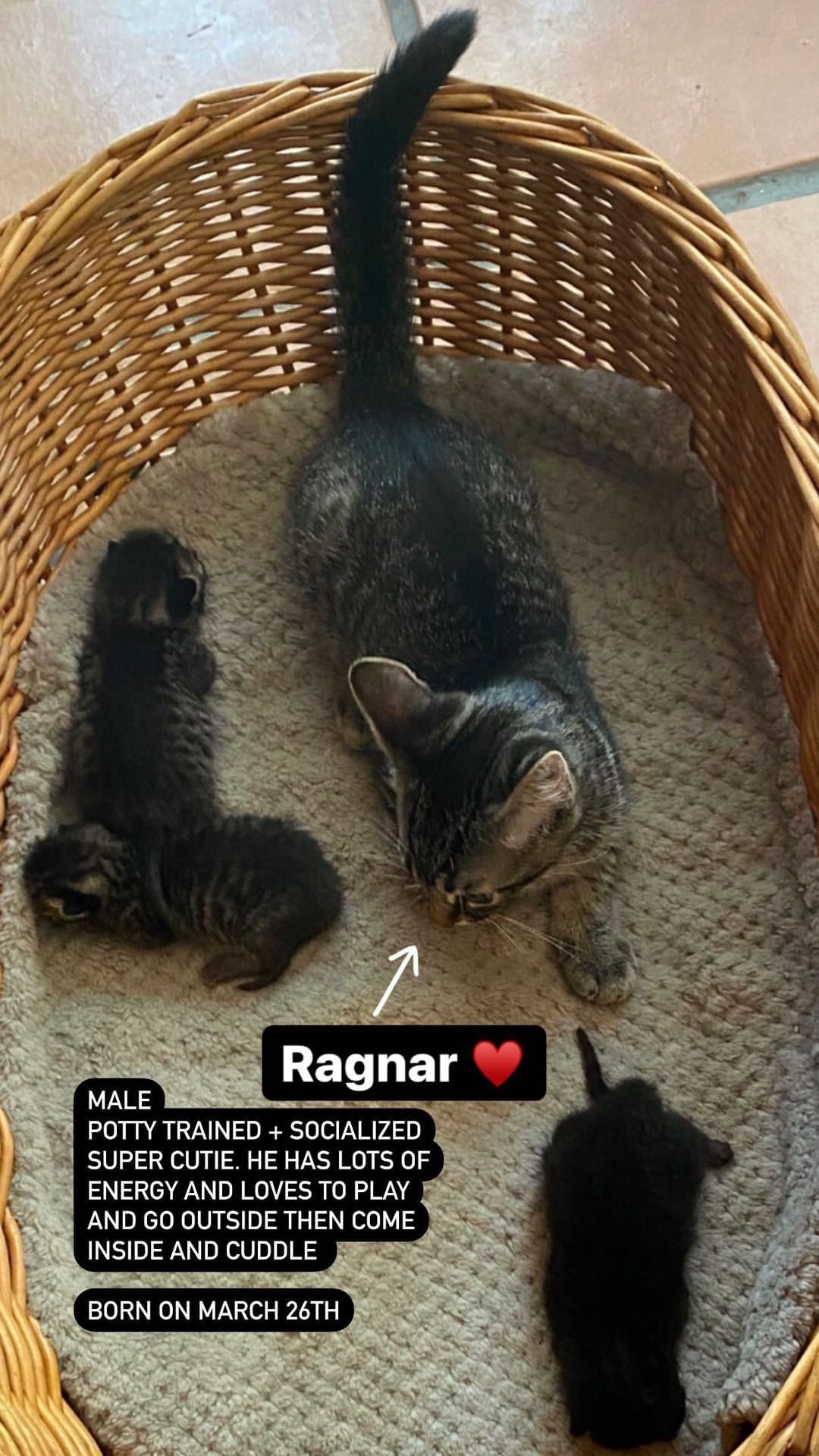 a picture of Mama cat paisley Ann and her 2 kittens rambo + bear. Mama cat Stromi may and her 4 kittens. Then 2 male kittens Romeo and marlon Brando  a cat that needs a foster home.