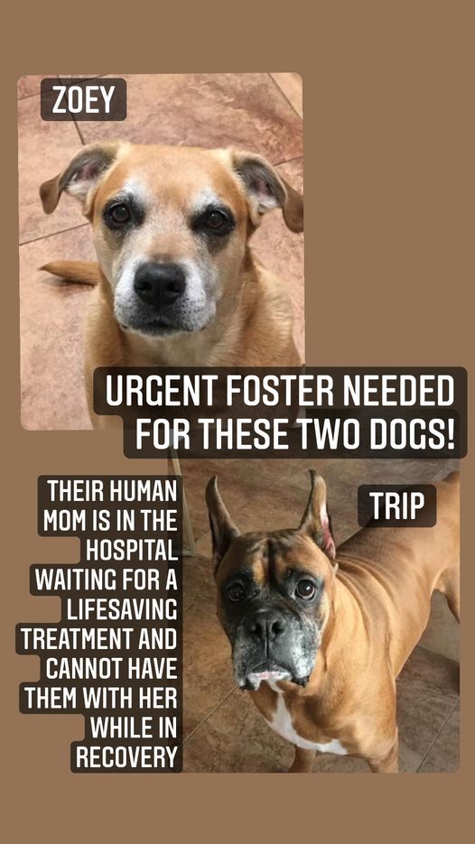 a picture of Trip and Zoe a dog that needs a foster home.