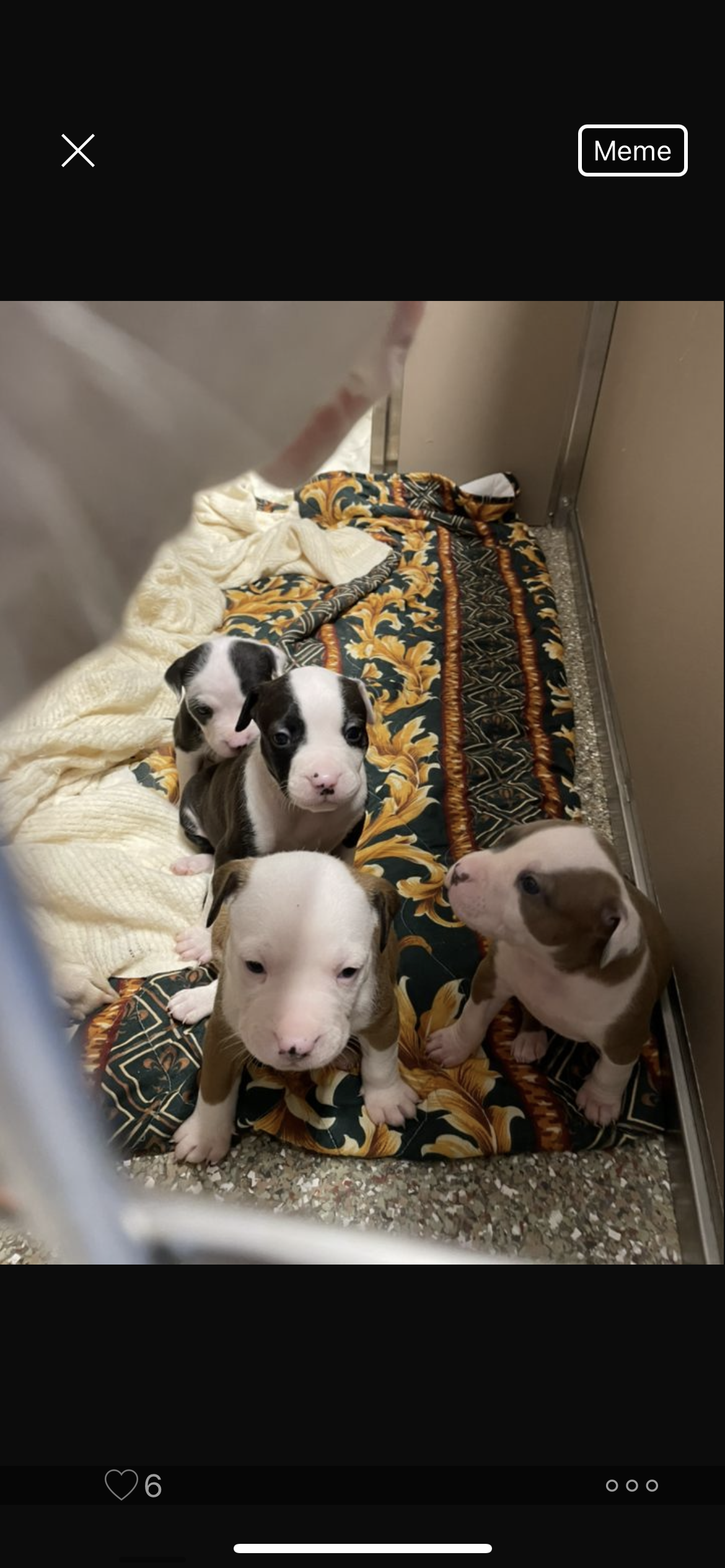 a picture of Puppies a dog that needs a foster home.