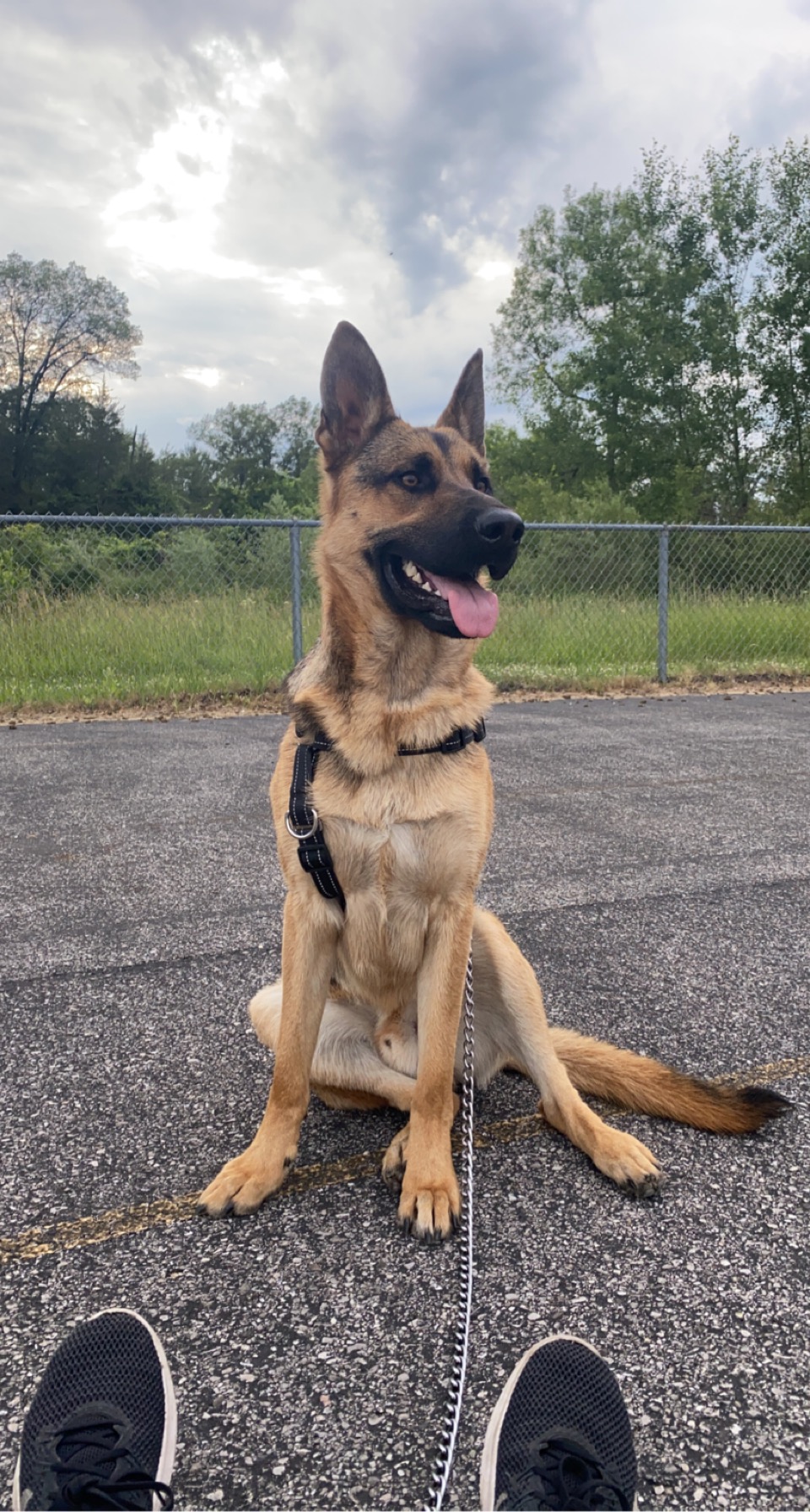 a picture of Shadow  a dog that needs a foster home.