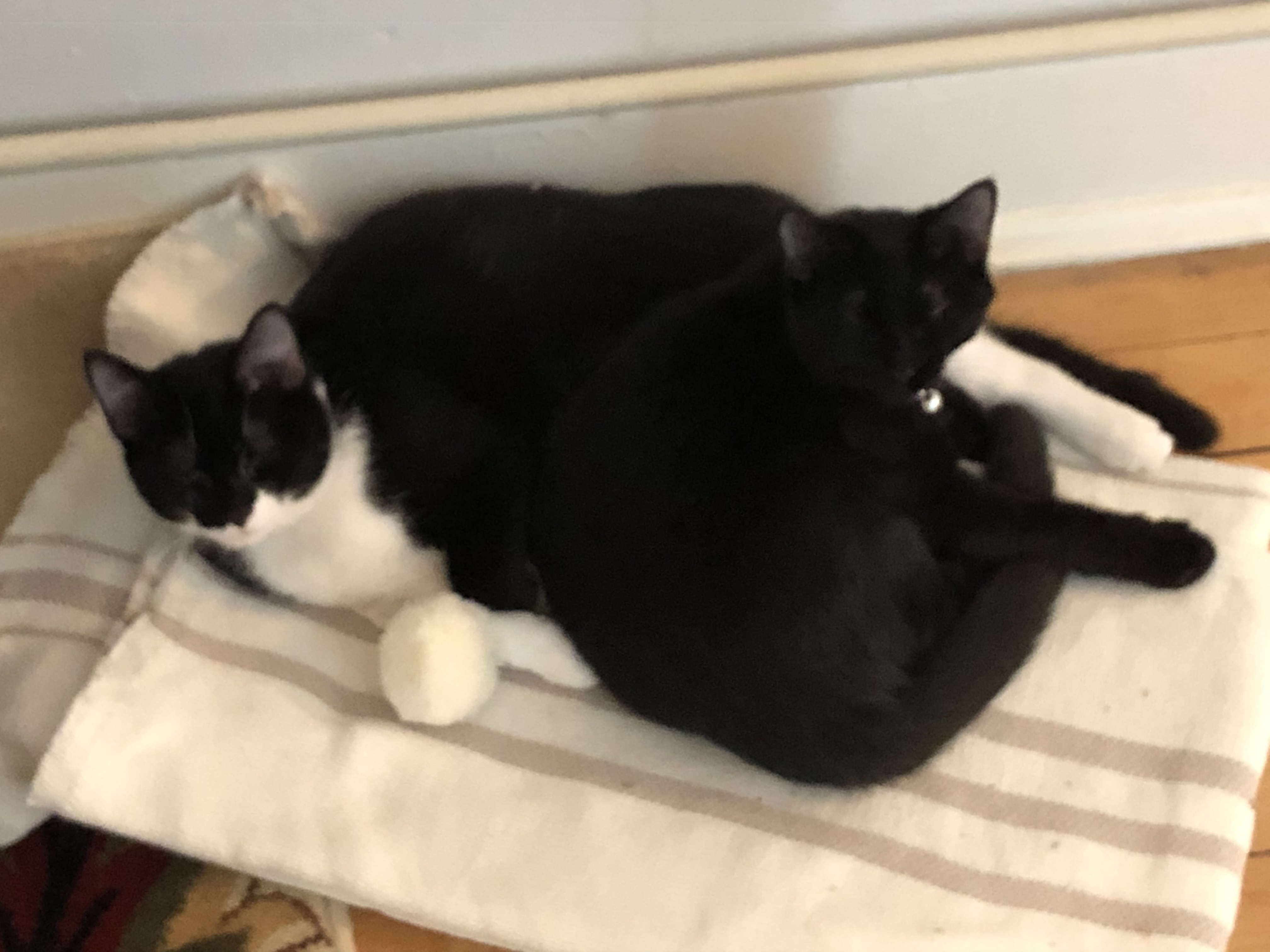a picture of Minnie (black) and Marie (black/white) a cat that needs a foster home.