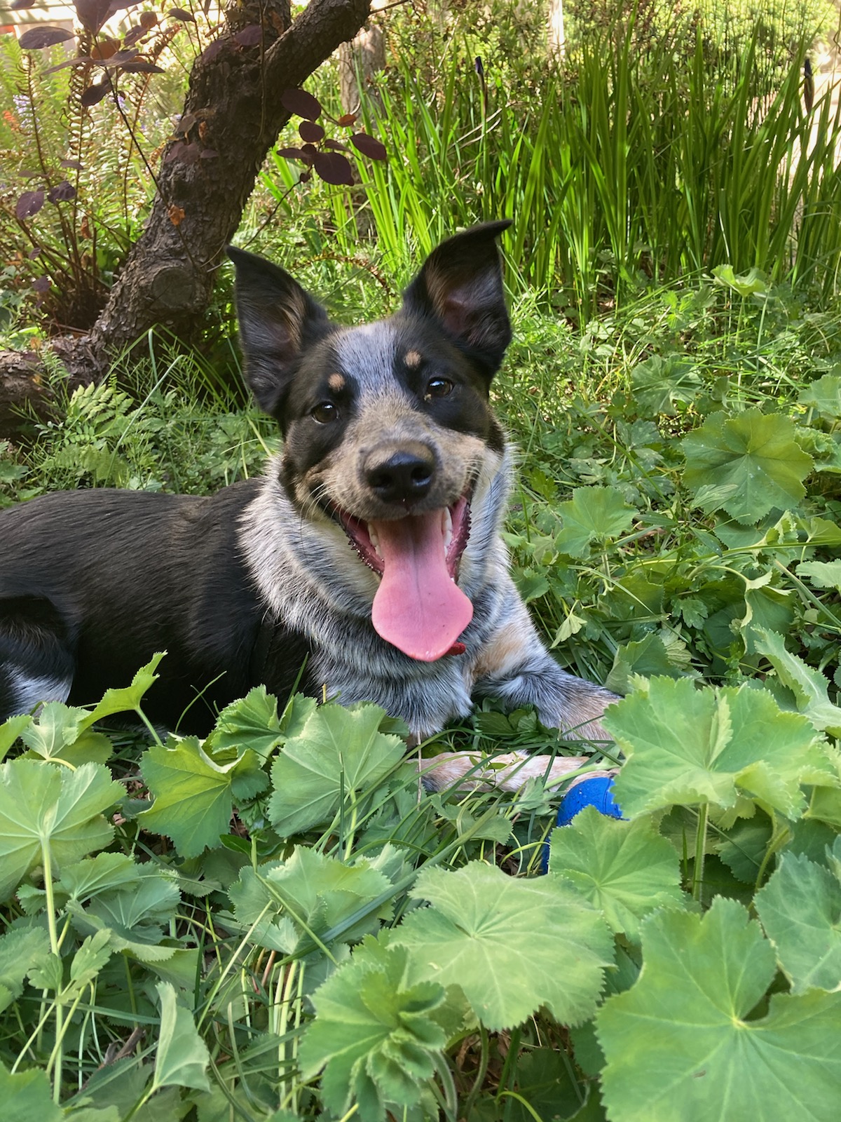 a picture of Charley Waffle a dog that needs a foster home.