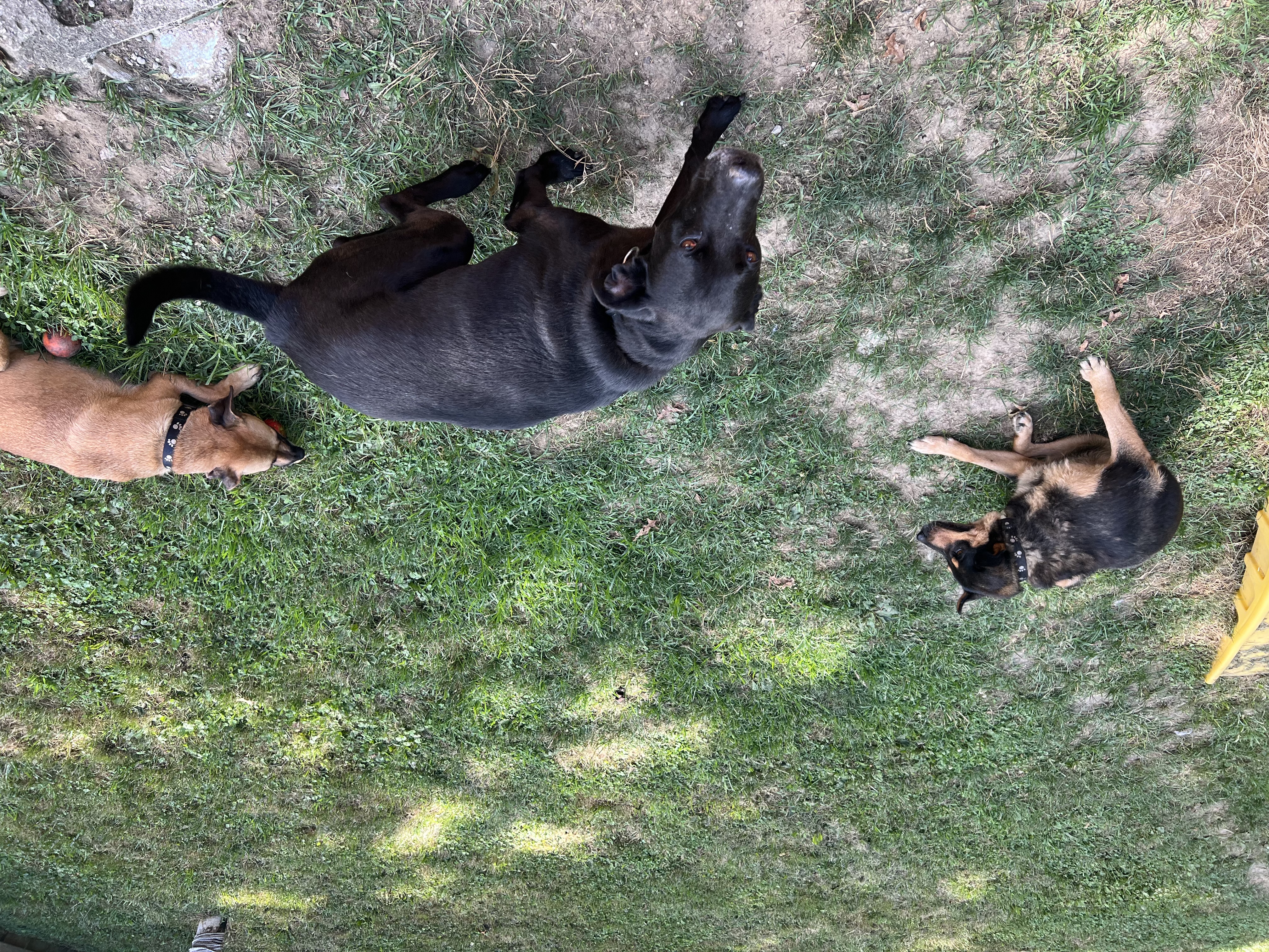 a picture of Zuko, Miko, and Videl a dog that needs a foster home.