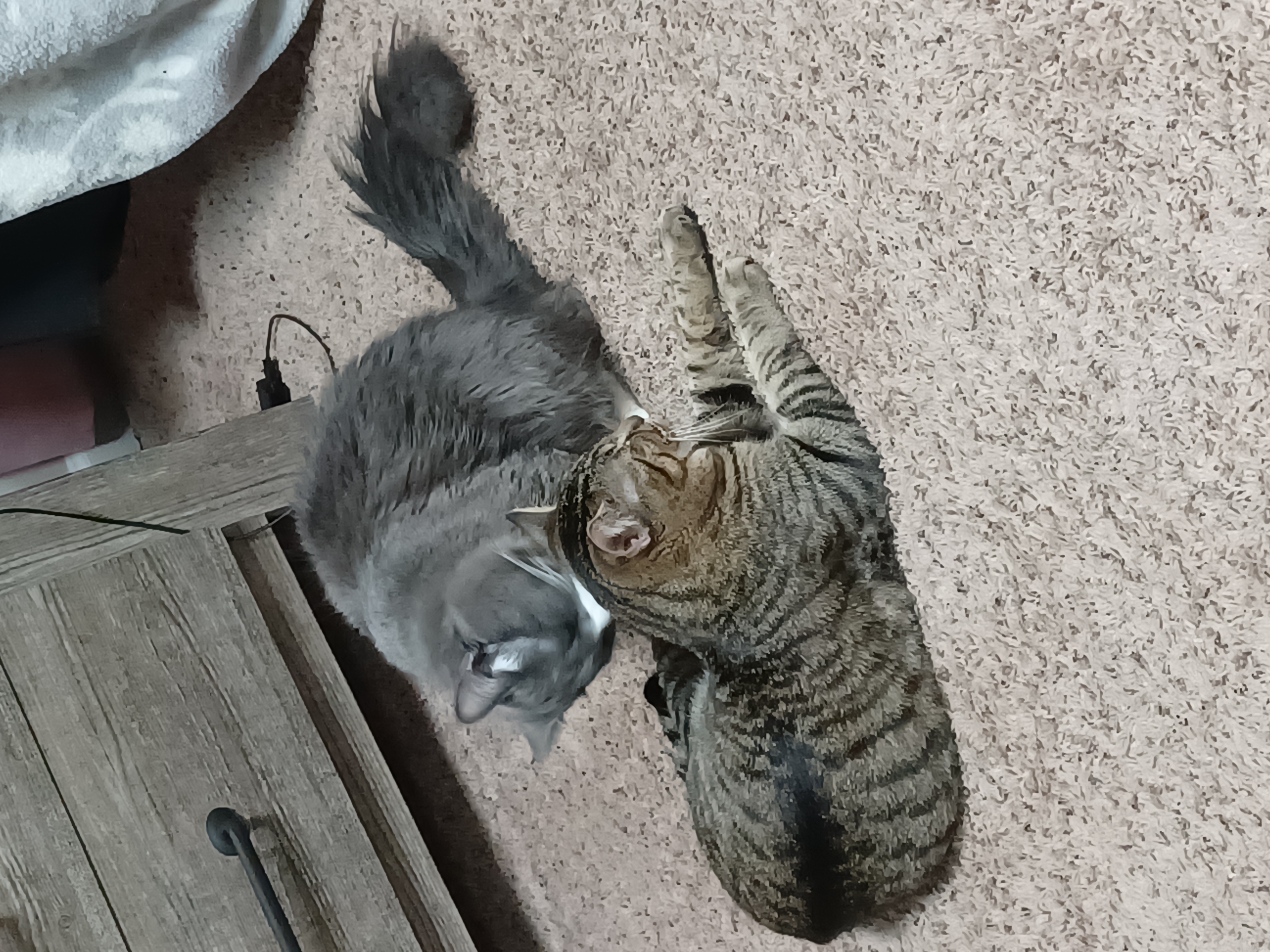 a picture of Gradie(gray and white) King(brindle tabby) a cat that needs a foster home.